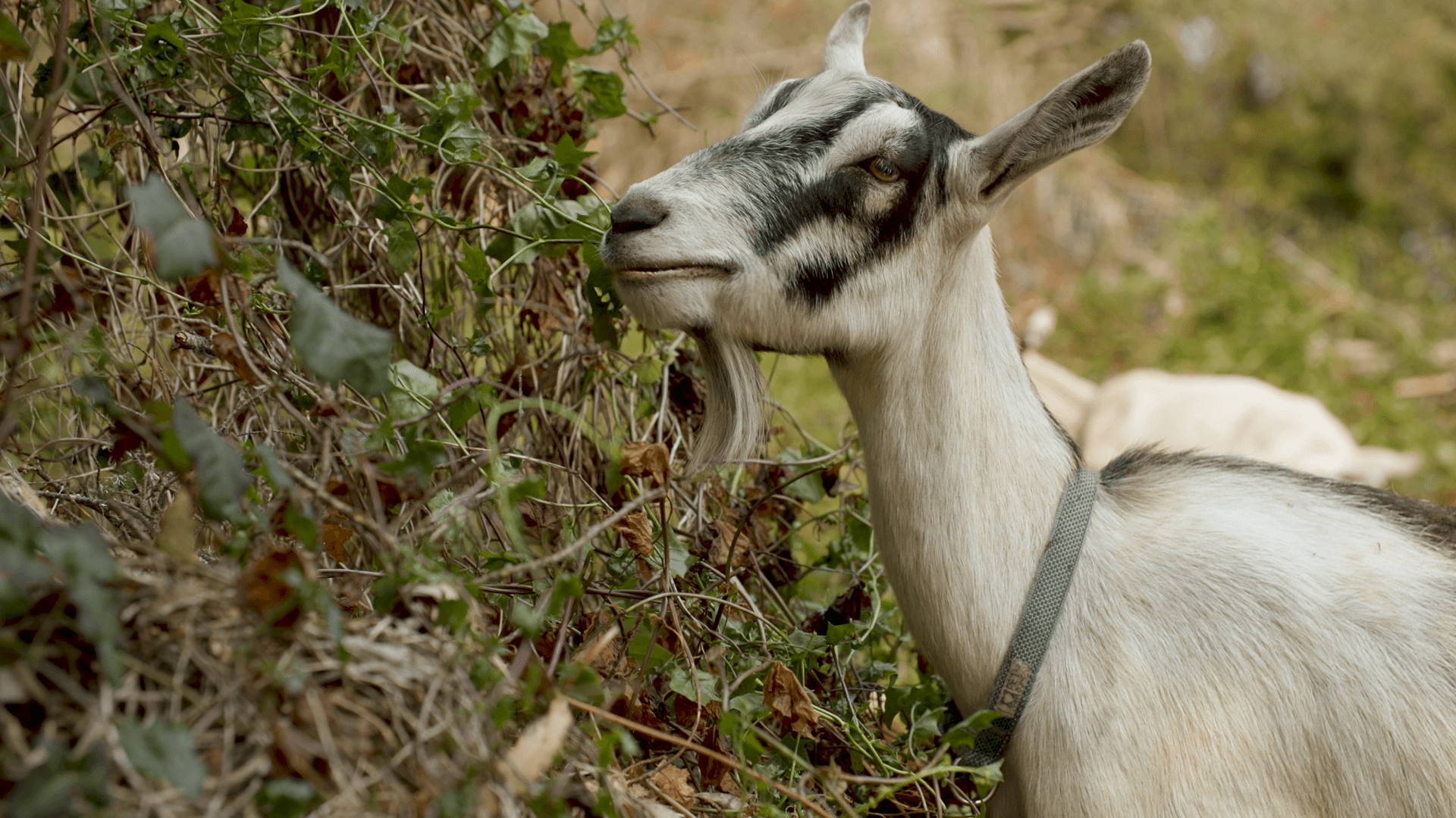 Meet the Firefighting Goats Helping to Mitigate San Francisco’s Wildfire Risk