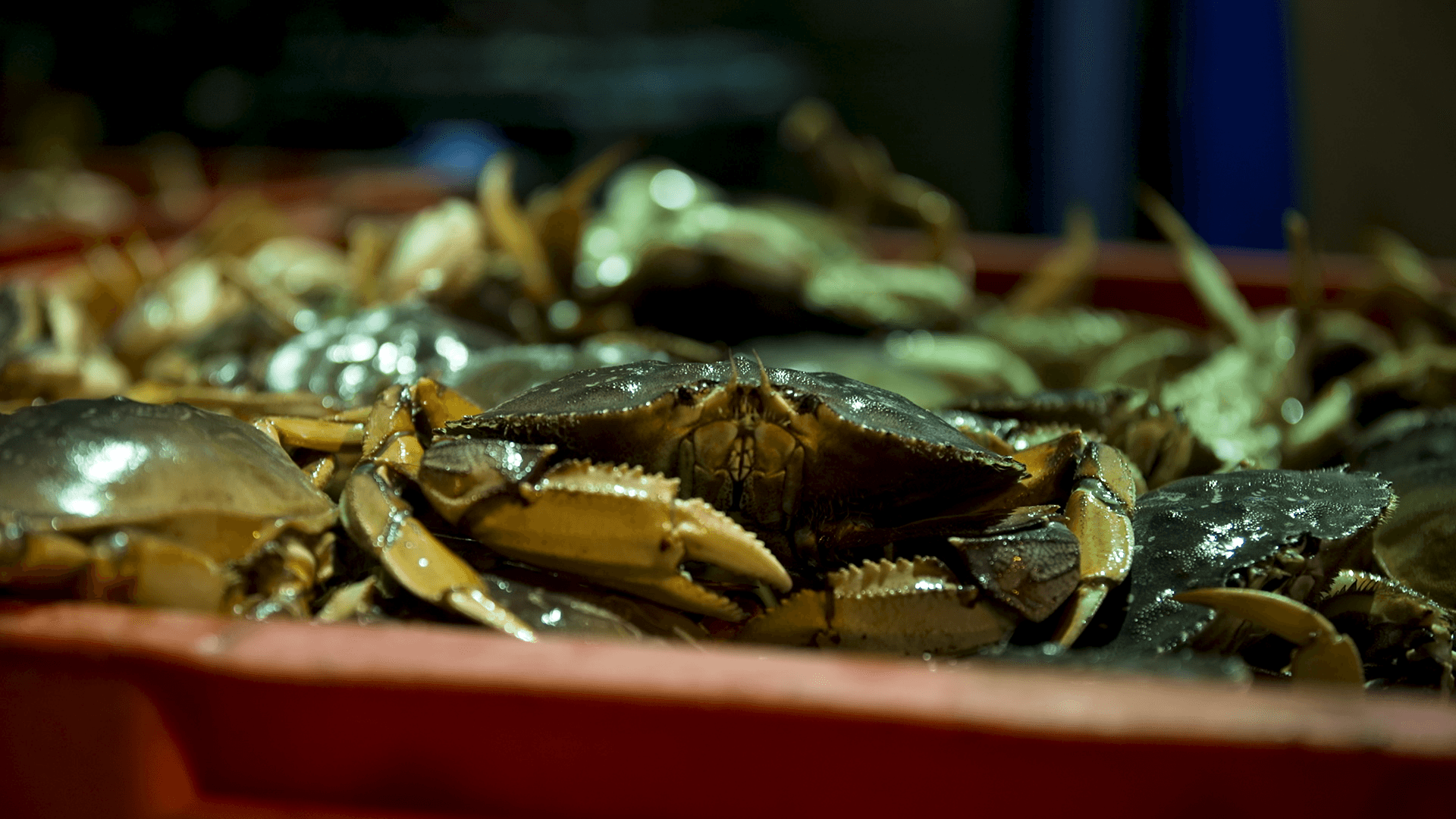 Dungeness Crab Season Started Late—and Now It’s Ending Early