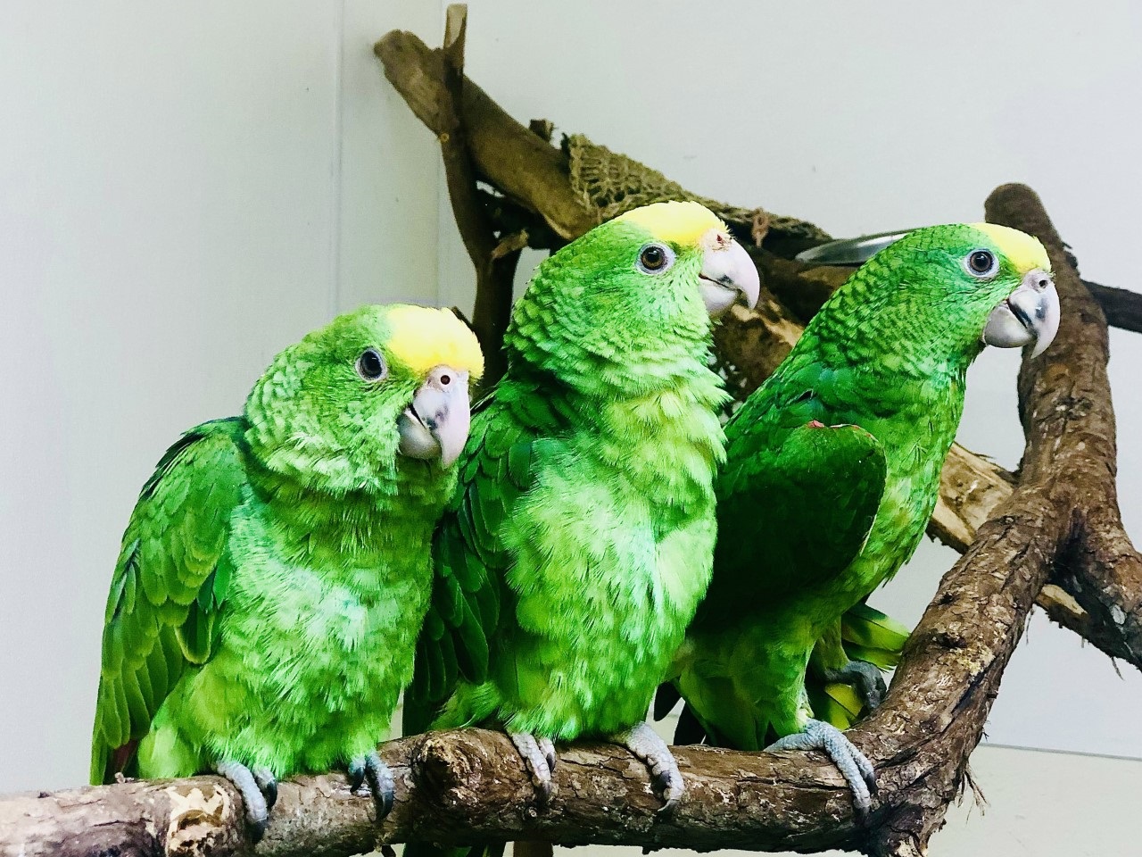 Amazon parrot chicks