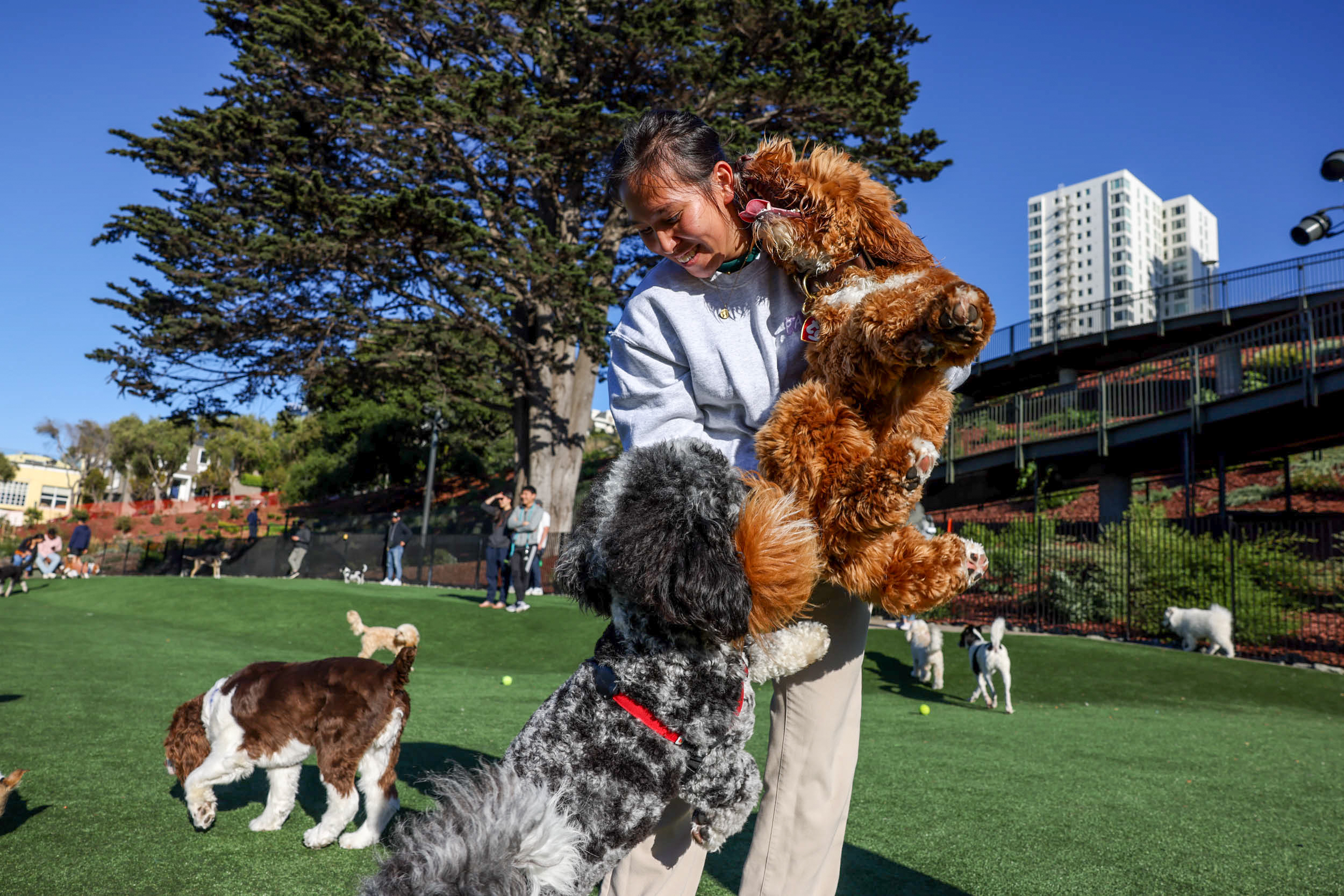 Ruff Life: The Standard Guide to San Francisco Dog Parks