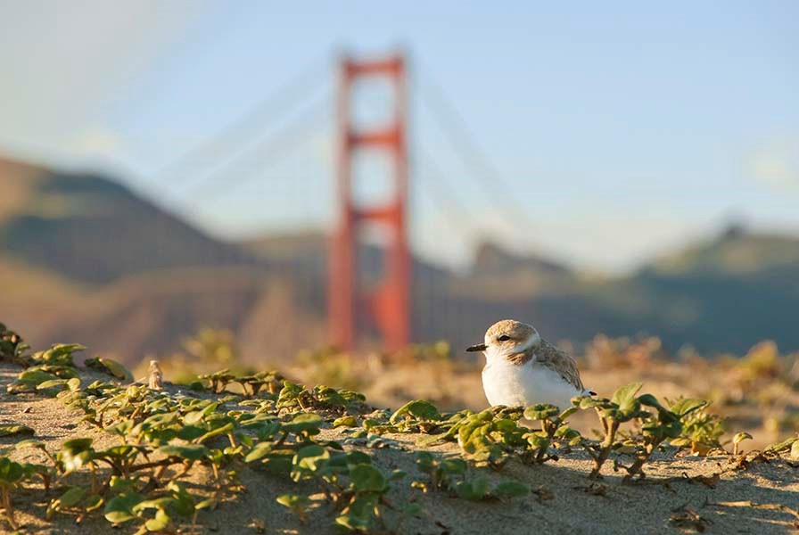 As Snowy Plovers Return to Ocean Beach, Park Service Reminds Dog Owners To Keep Canines on a Leash