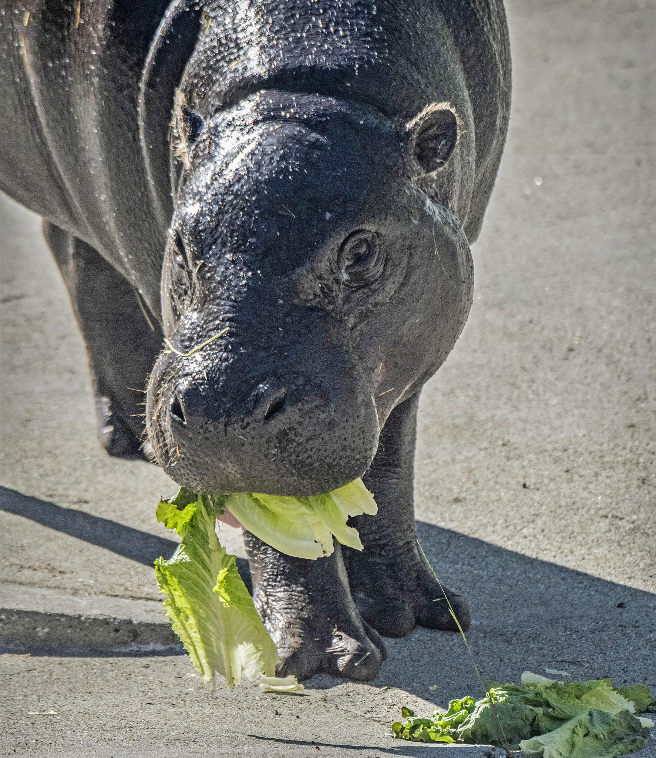 A hippo eating lettuce.