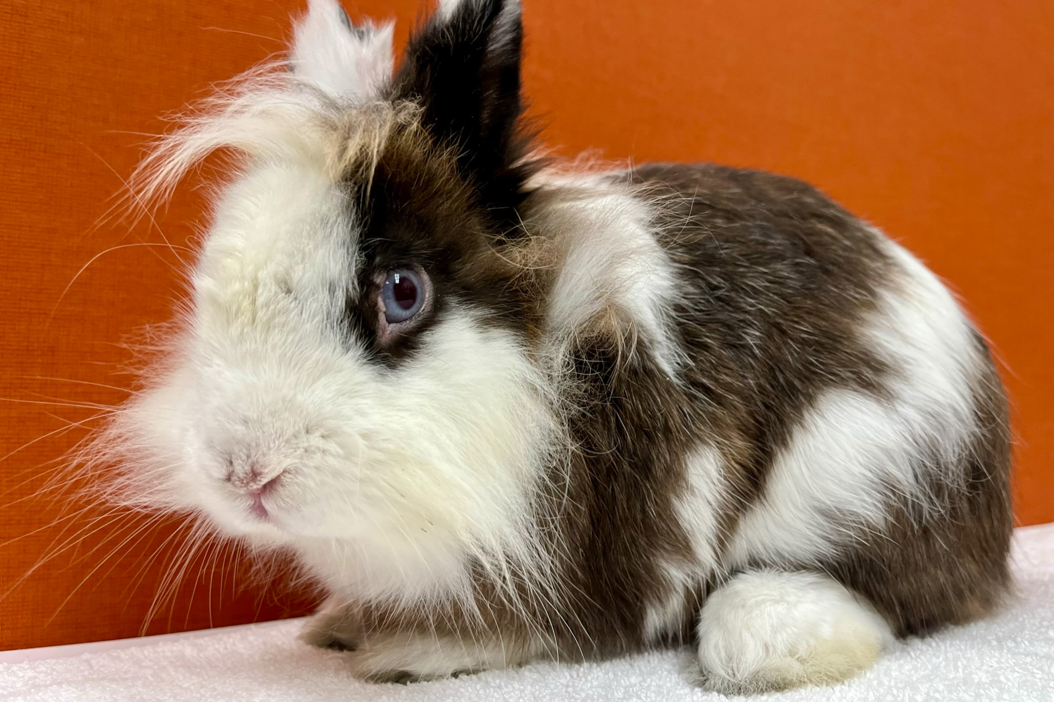 Hop On Over: SF Animal Shelter Filled to Brim With Bunnies, Dogs