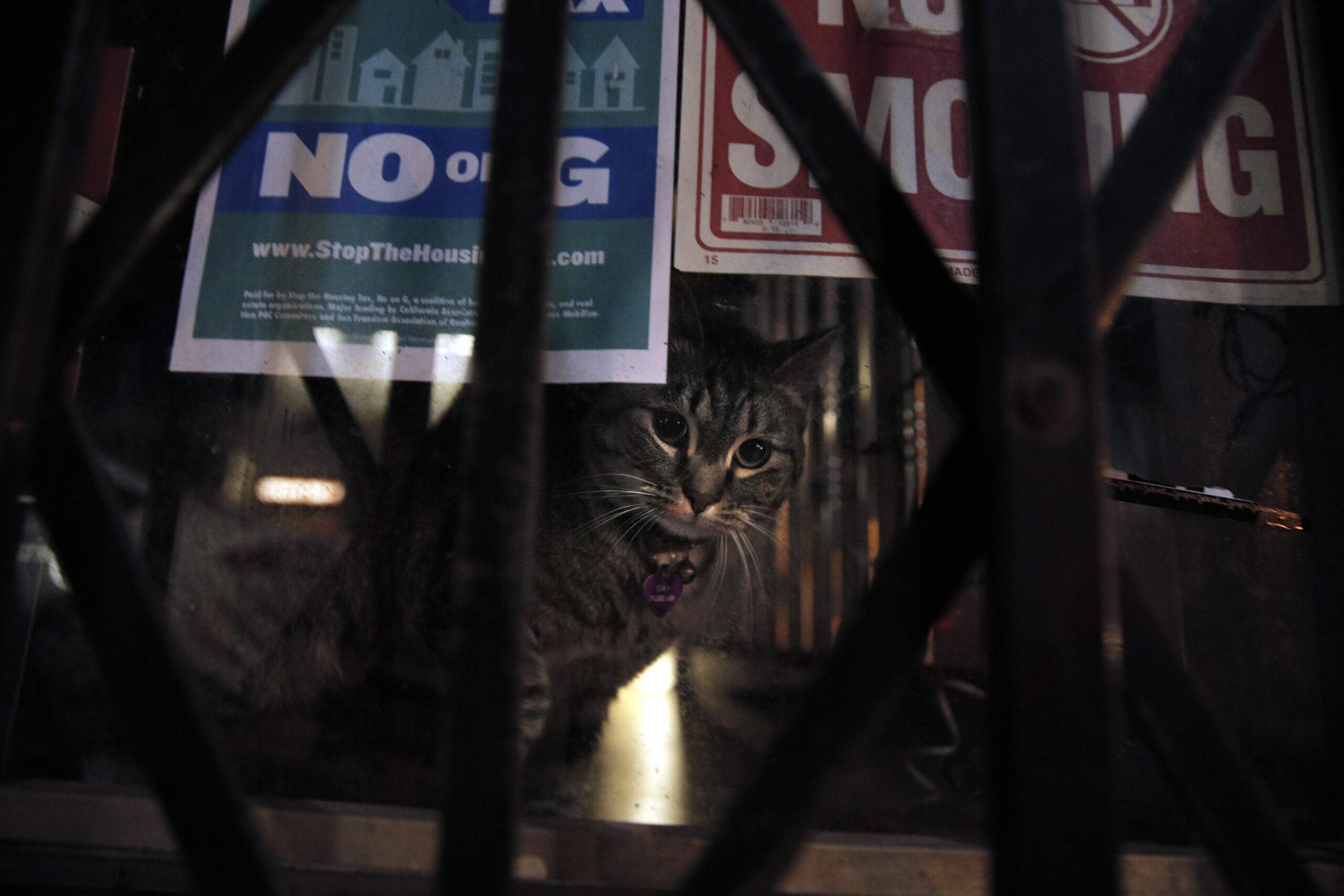 Local Feline Lovers Rally Around ‘San Francisco Store Cats’ Map