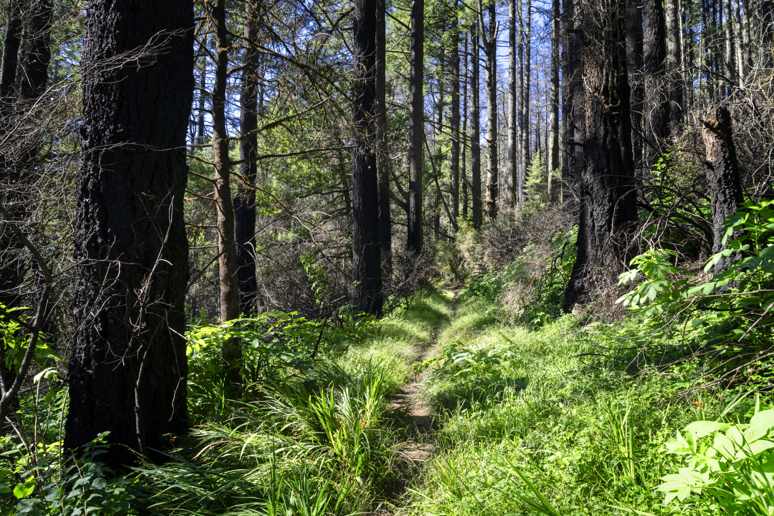 A narrow, grassy trail winds through a dense forest with tall, dark tree trunks and bright green foliage illuminated by sunlight.