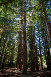 Tall, slender redwood trees reach towards a clear sky, their foliage begins high above the shaded forest floor.