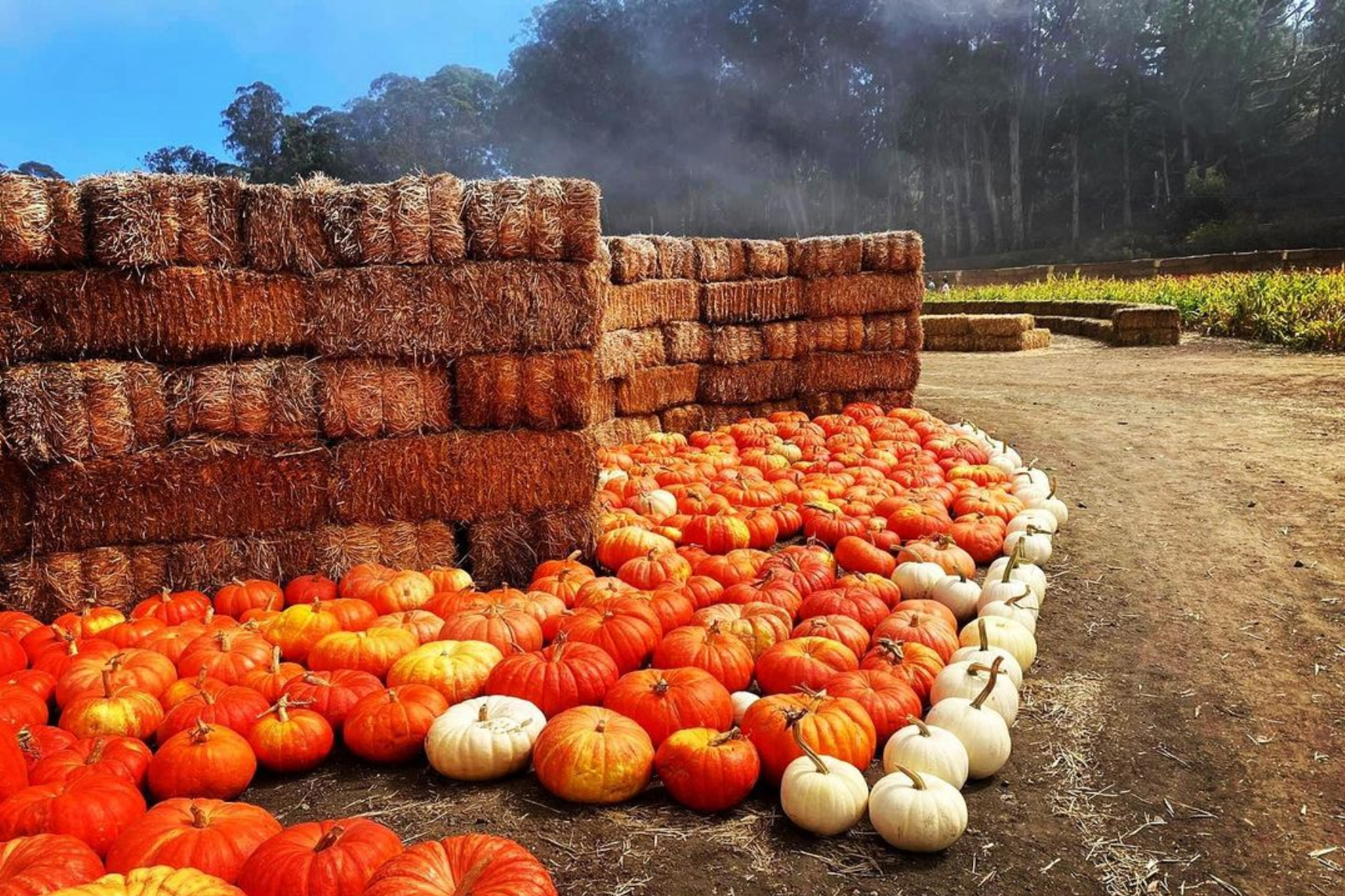 Here’s Where To Find the Best Pumpkin Patches in San Francisco and Beyond