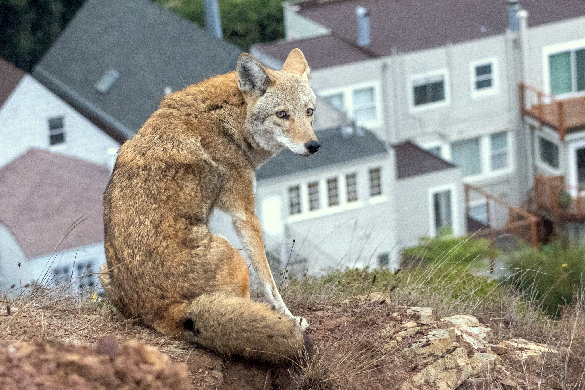 4 Myths About SF Coyotes, Debunked