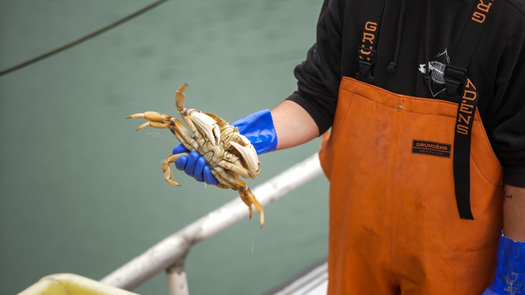 Dungeness Crab Season Delayed in California Until December