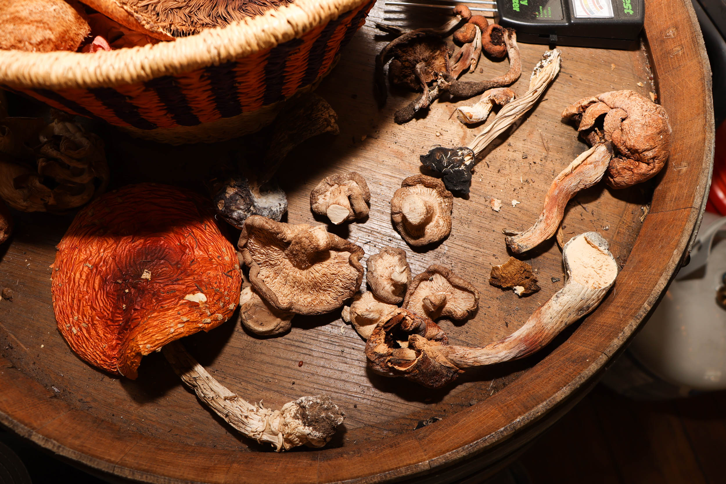 Assorted dried mushrooms are scattered on a wooden surface, one large with a vibrant cap.