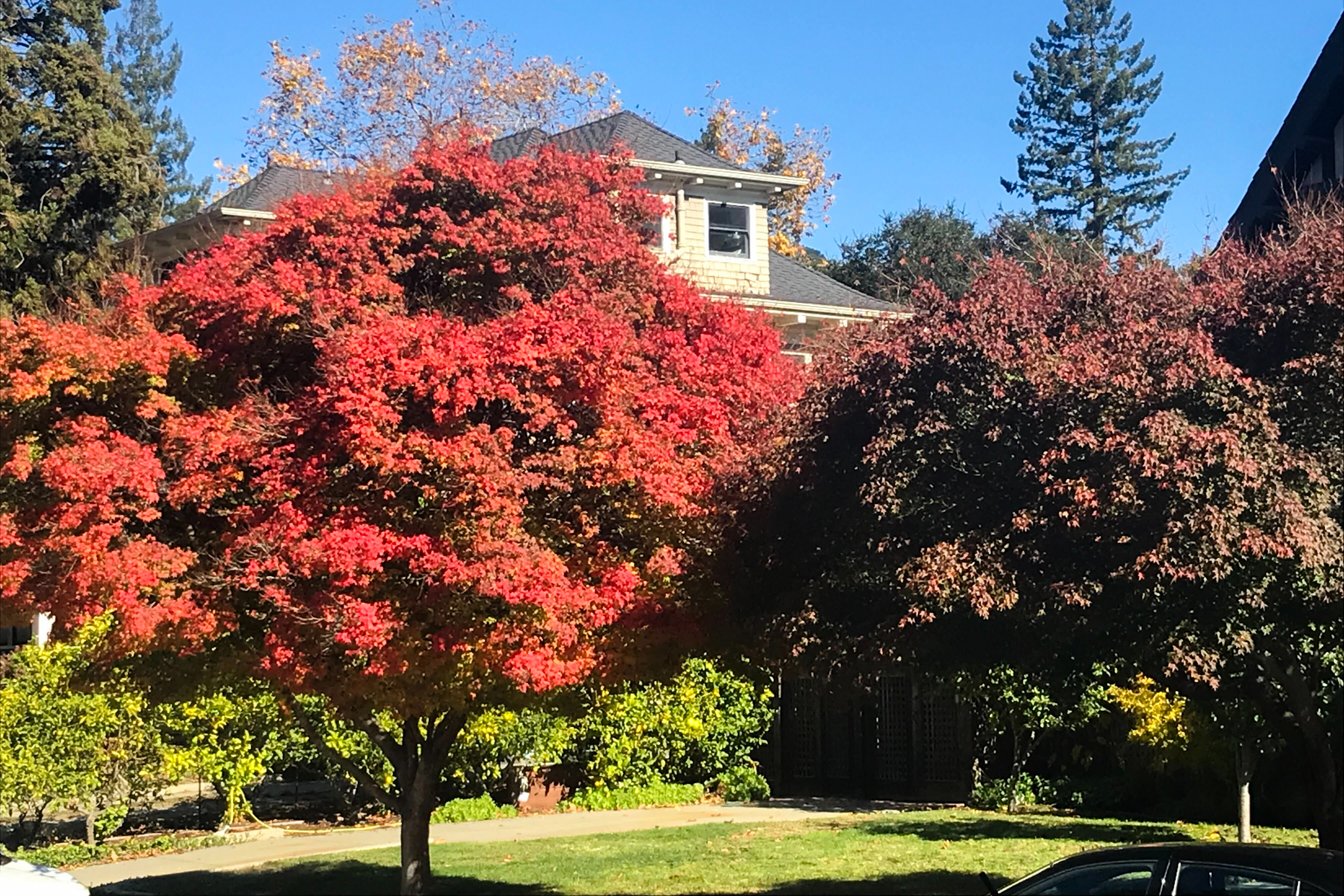 San Francisco's Top 10 Trees — San Francisco Trees