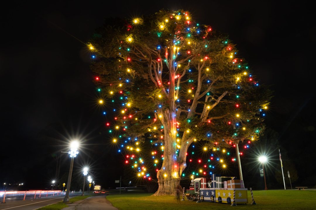 Christmas 2023: San Francisco’s Most Spectacular Trees