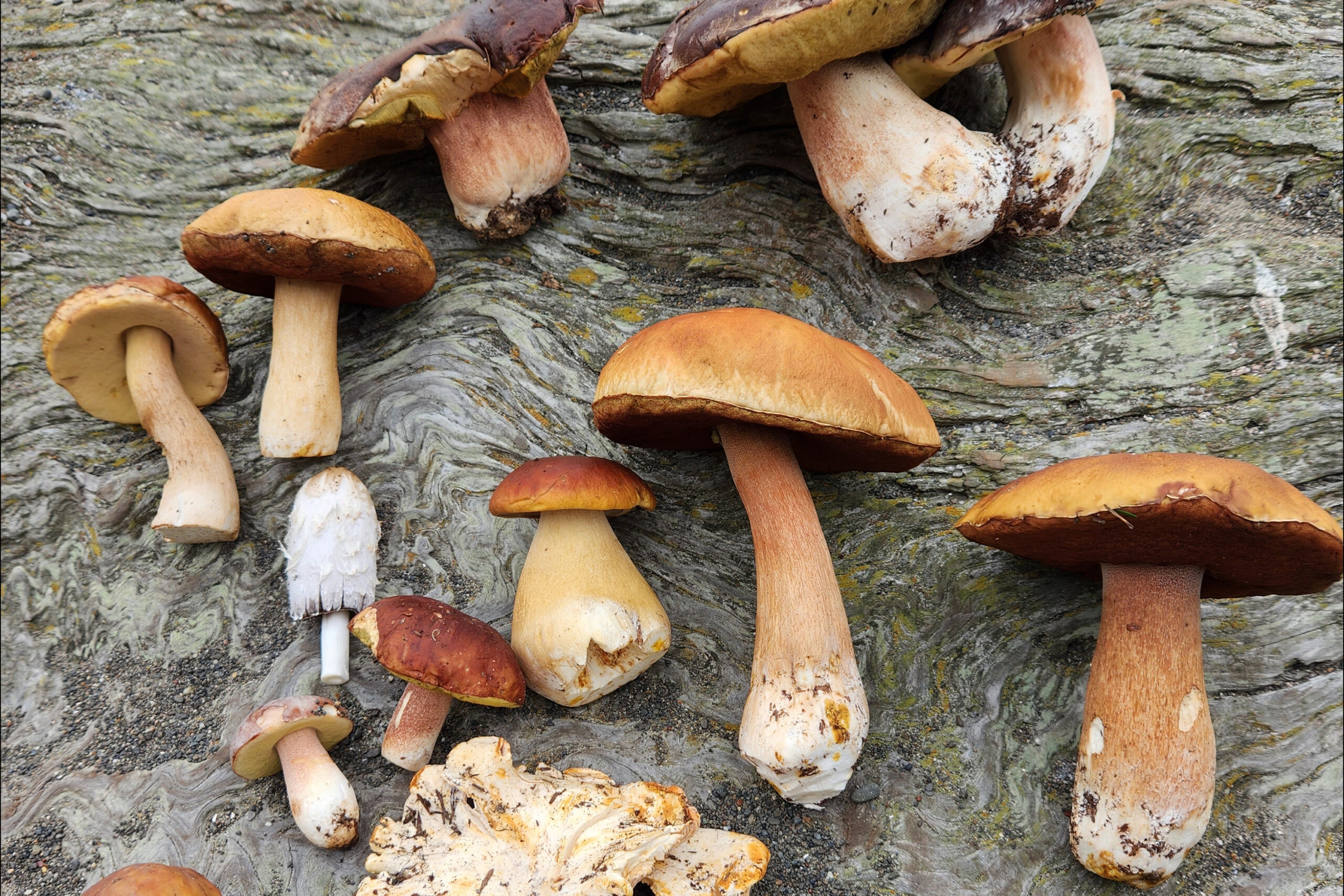 ‘Epic’ Porcini Season Sees Several Hundred Pounds in Fungal Loot for Bay Area Foragers