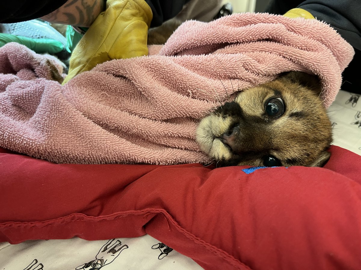 Rescued mountain lion cub at Oakland Zoo will not return to wild