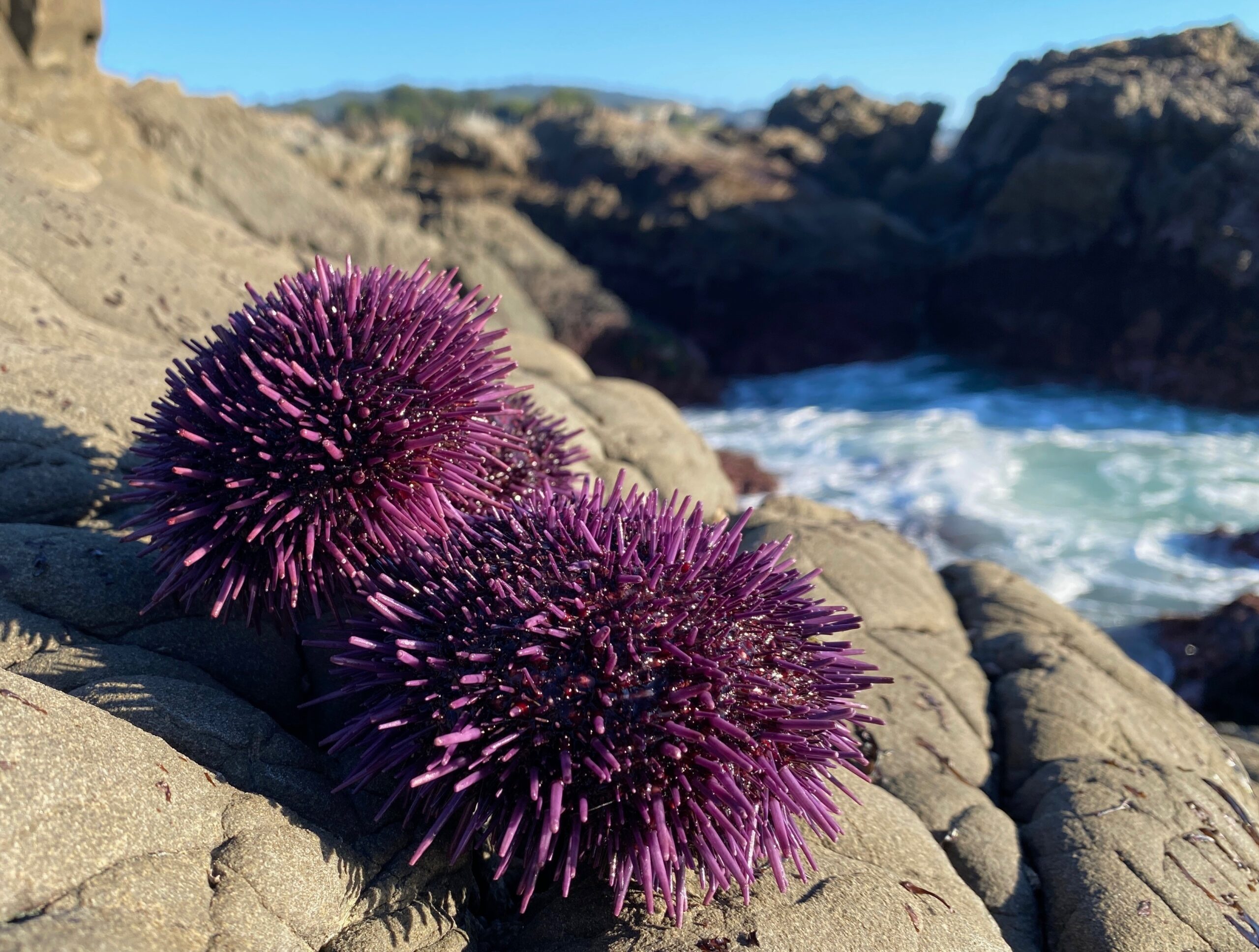 Sorry not sorry—it’s our moral imperative to eat sea urchins