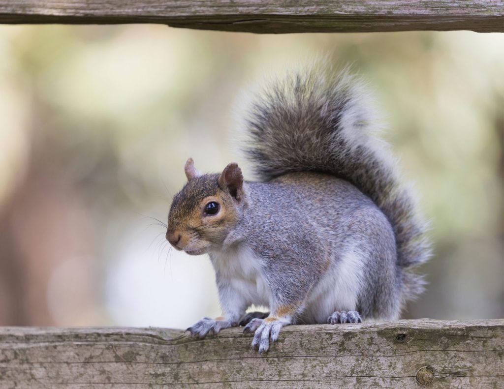 The Bay Area’s Weirdest Invasive Species