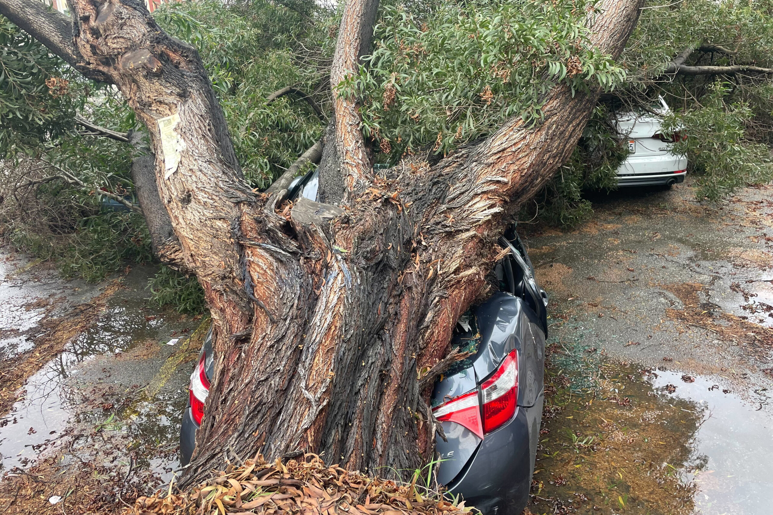 Total Destruction: Photos of Felled Trees and Limbs on SF Streets After Tuesday’s Deadly Storm