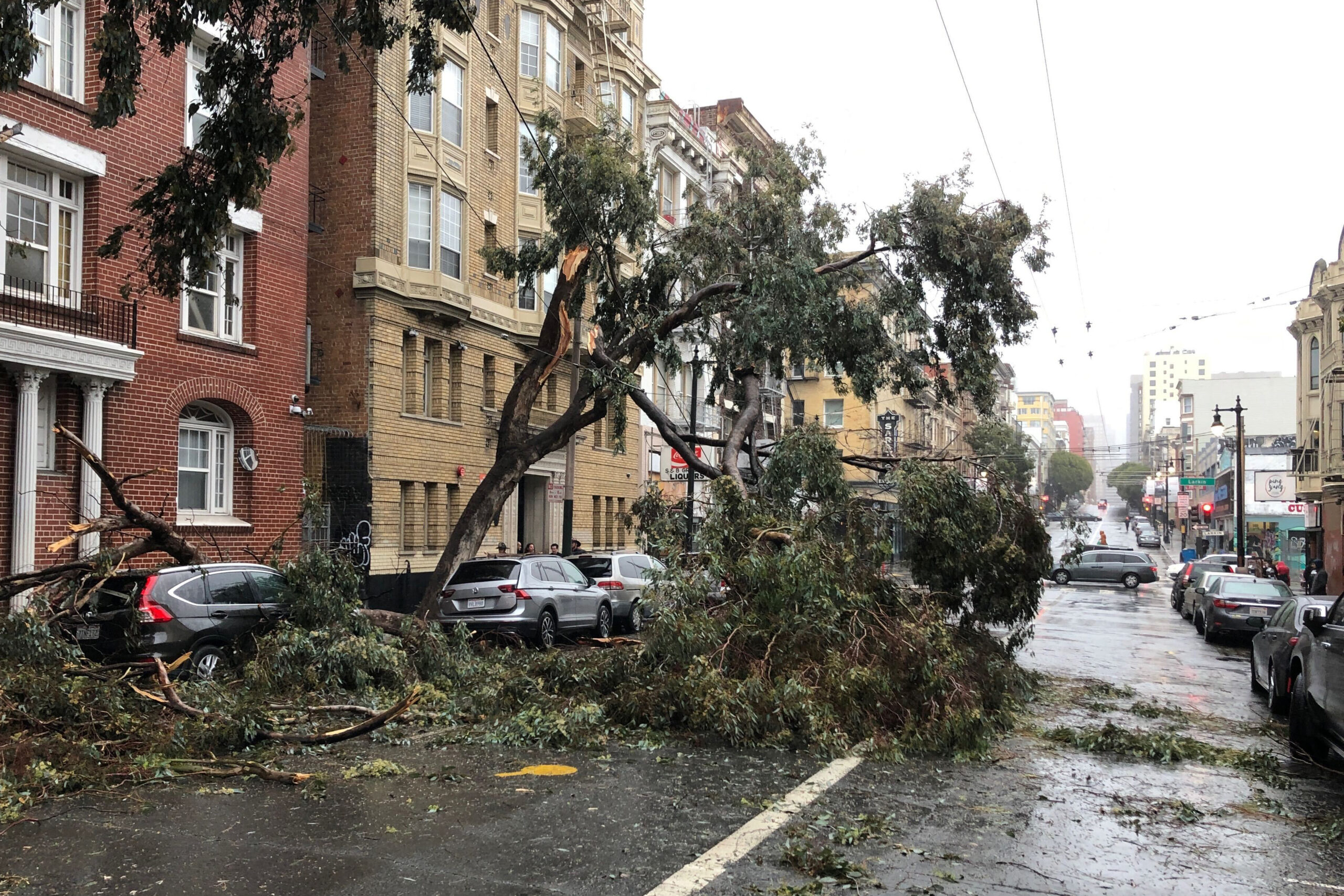 A large uprooted tree lies across a wet urban street, with parked cars and buildings on either side.