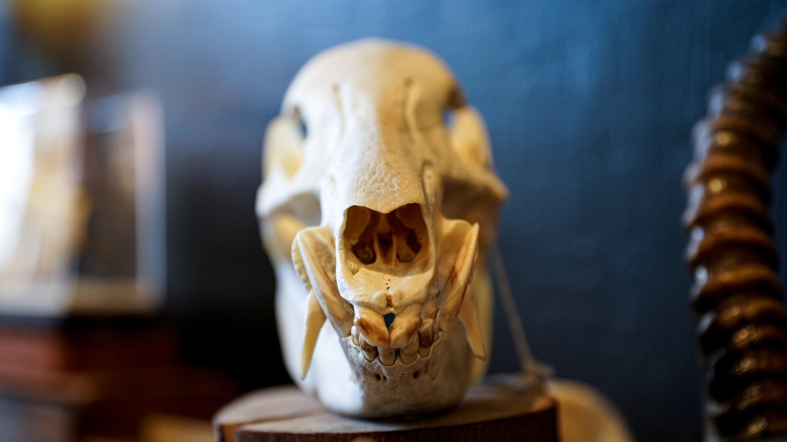 An animal skull sits on display on a shelf. 