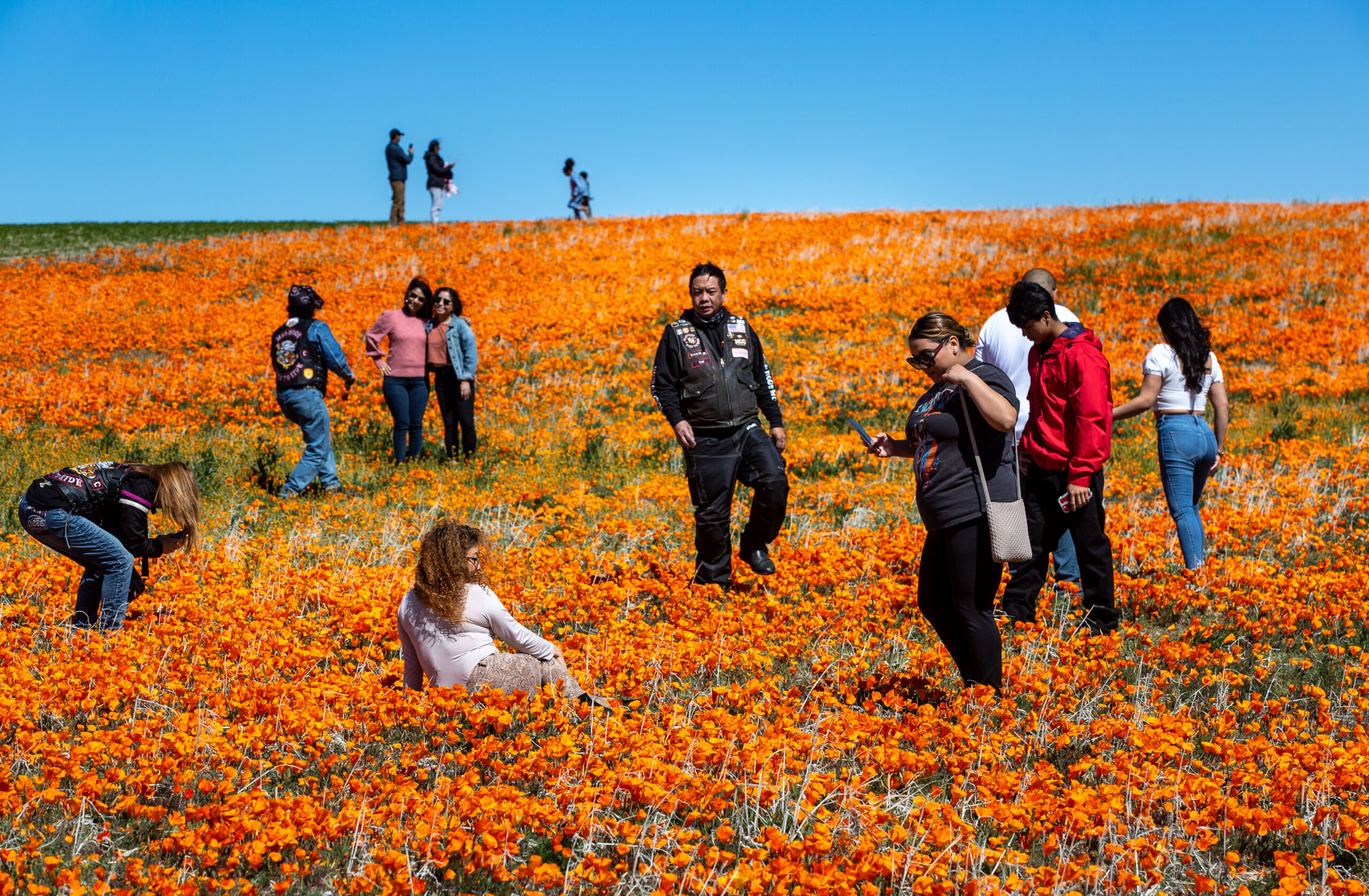 See wild photos of California plastered in a poppy superbloom