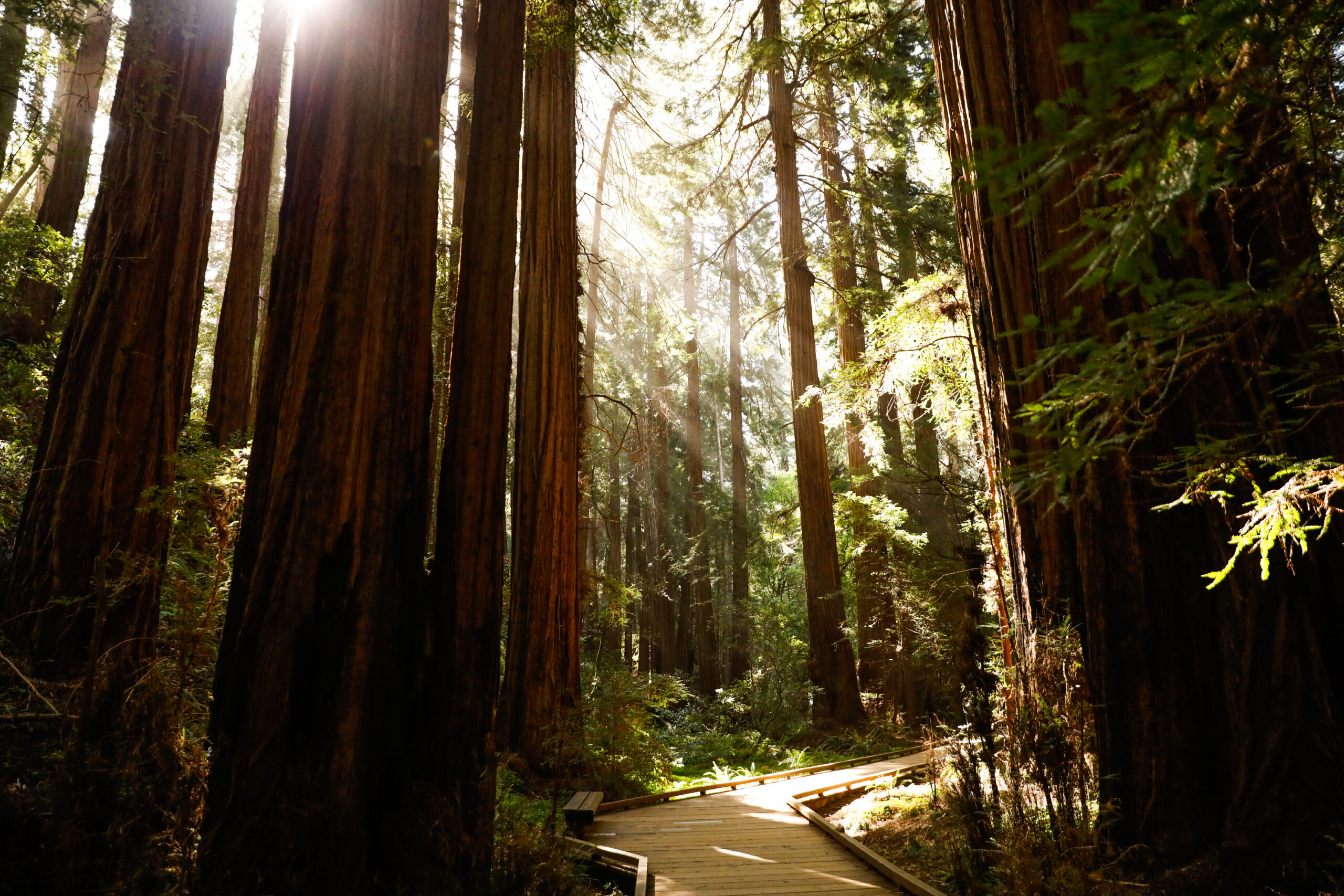 Big Basin Is Back! Find All the Best Places To See Redwoods Near San Francisco