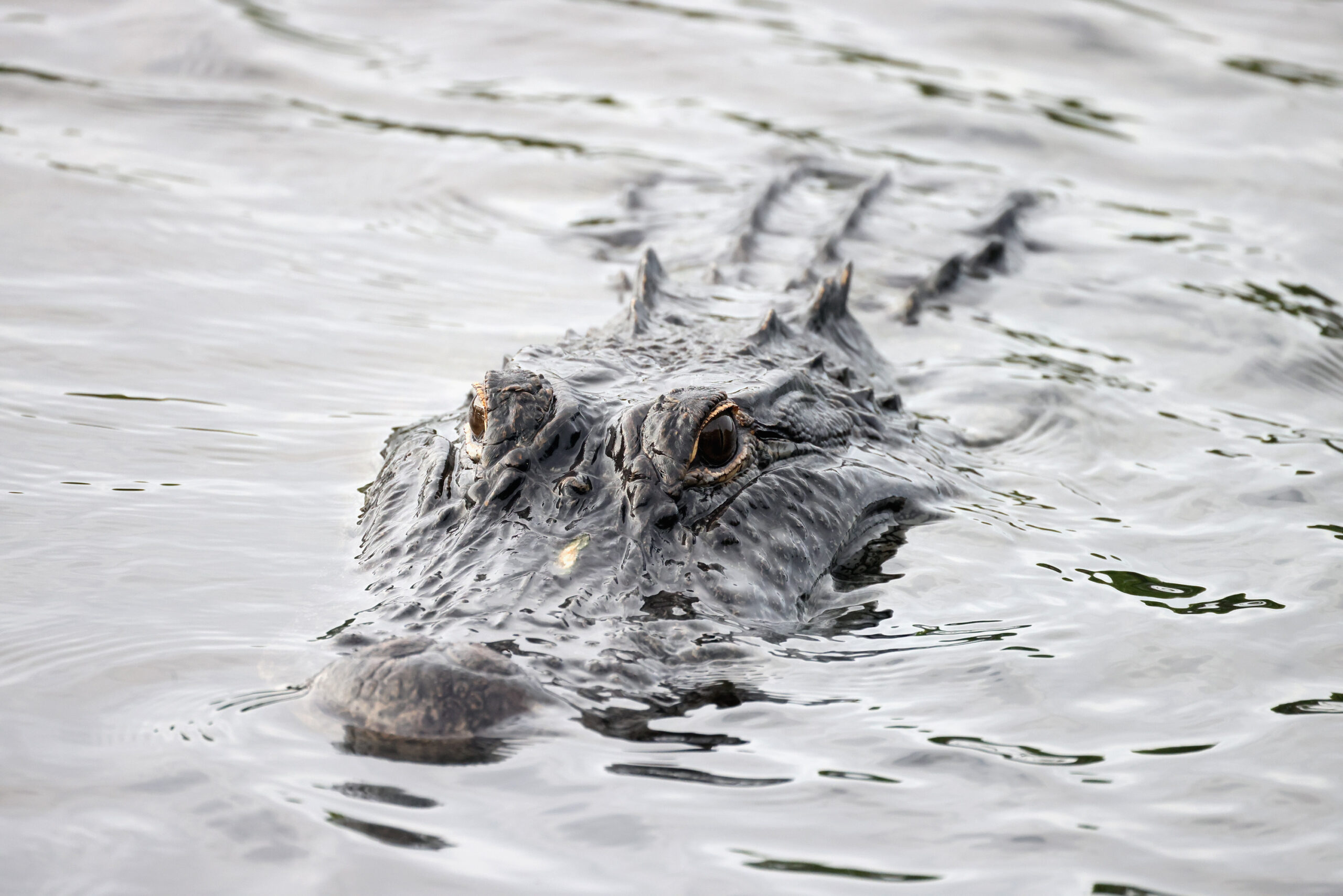 No One Knows Why This 7-Foot Alligator Showed Up Near Sacramento