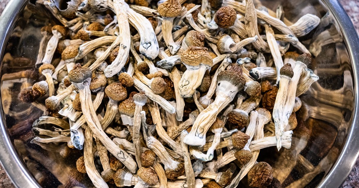 Californians To Vote on Legalizing Use, Sale of Magic Mushrooms