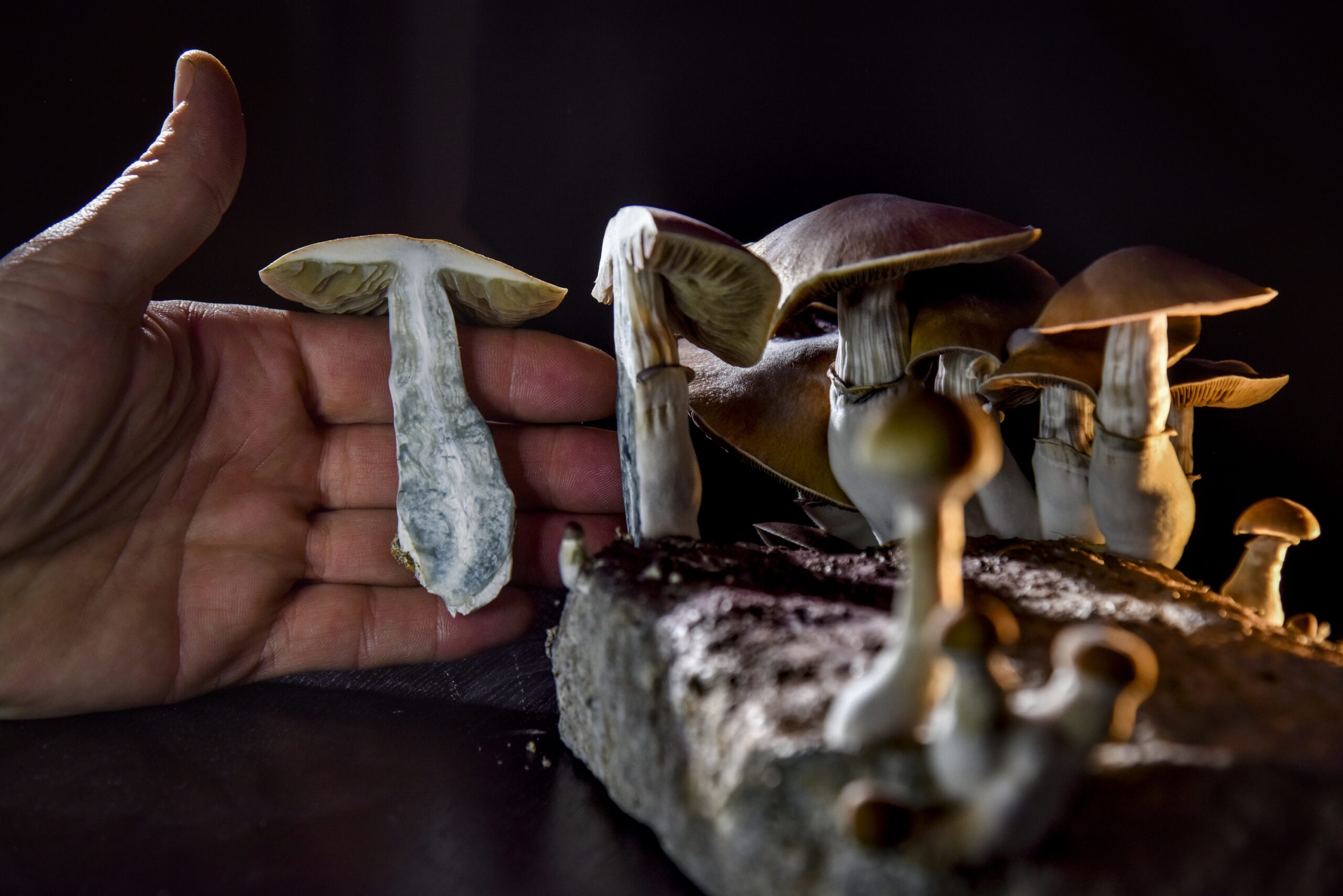 Magic Mushroom Experts Descend on SF for Two Expos in April