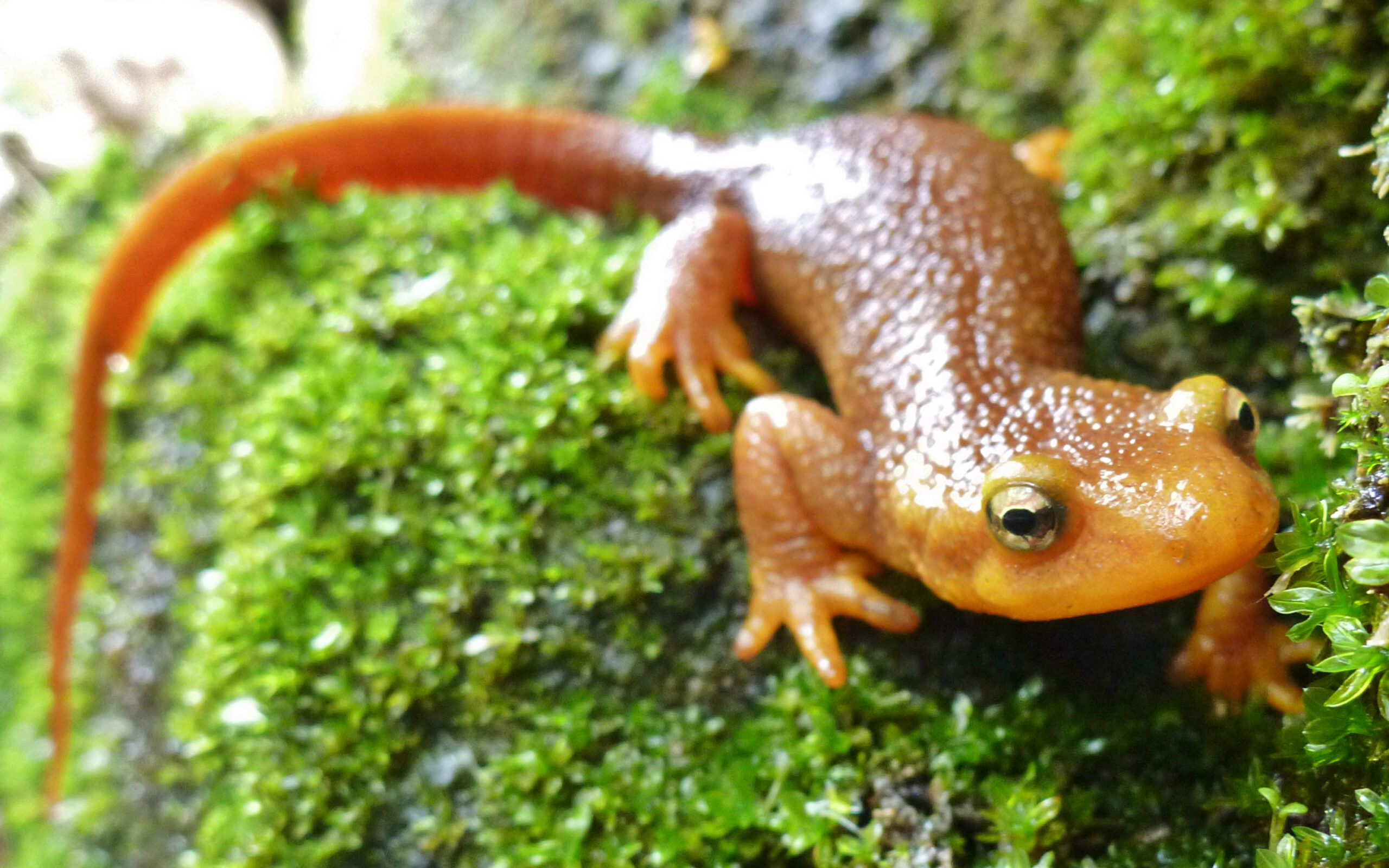 Newts Mate in This Berkeley Garden.  Now, $150K Is Needed To Fix the Love Pool