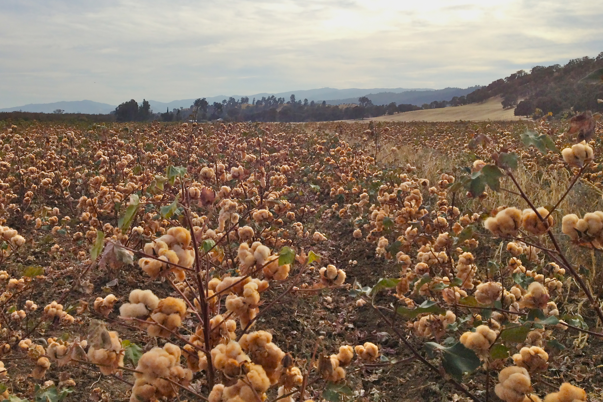 A cotton field with fluffy bolls, under a hazy sky, with distant hills.