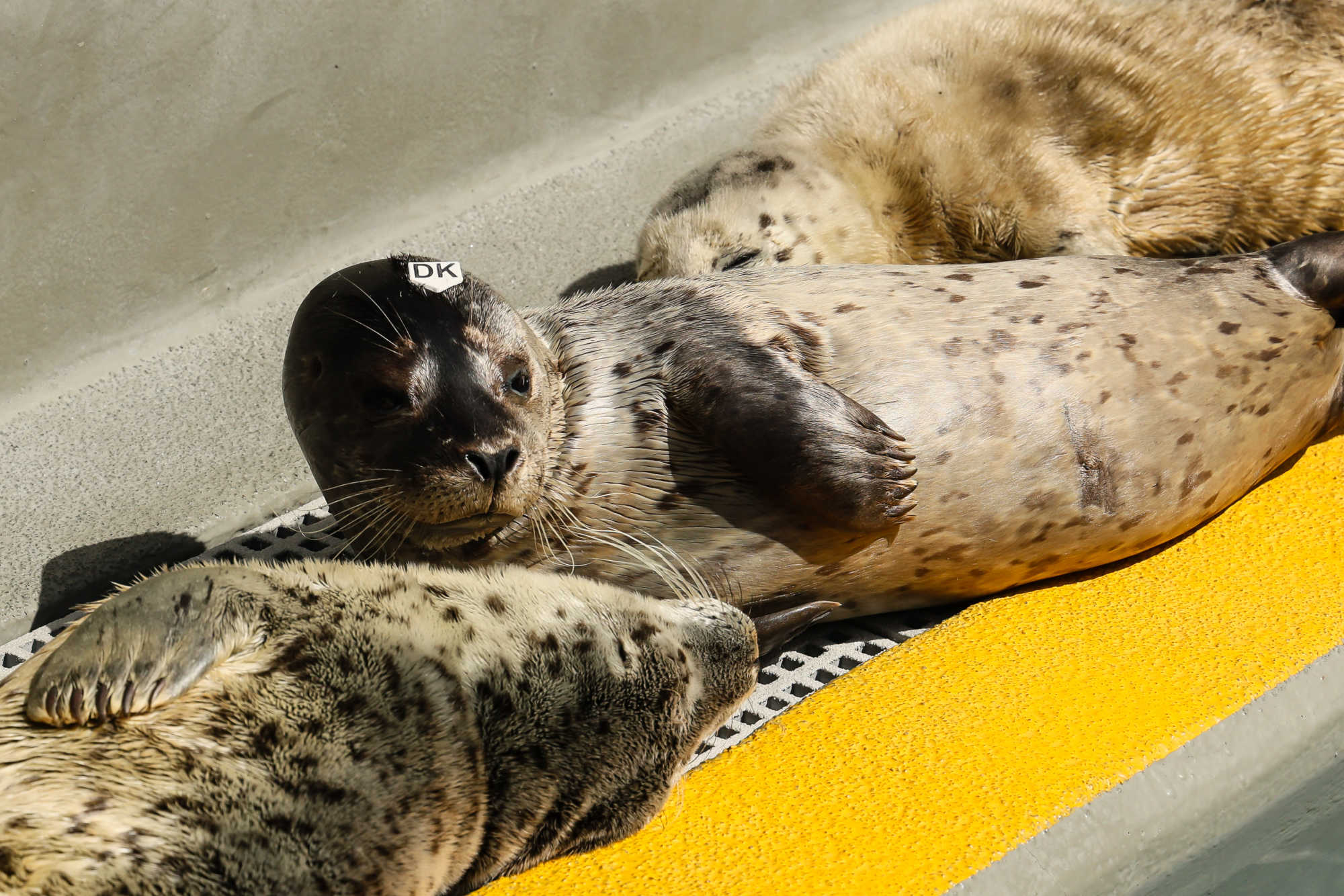 Seals bask in the sun on the edge of a concrete pool. 