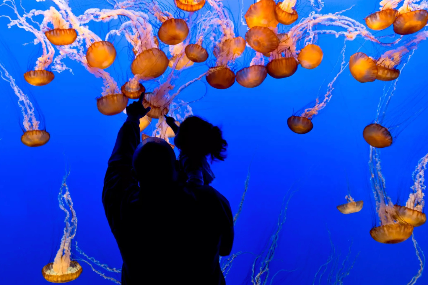 A man carrying a small child is silhouetted in front of a tank filled with bright orange jellyfish. 