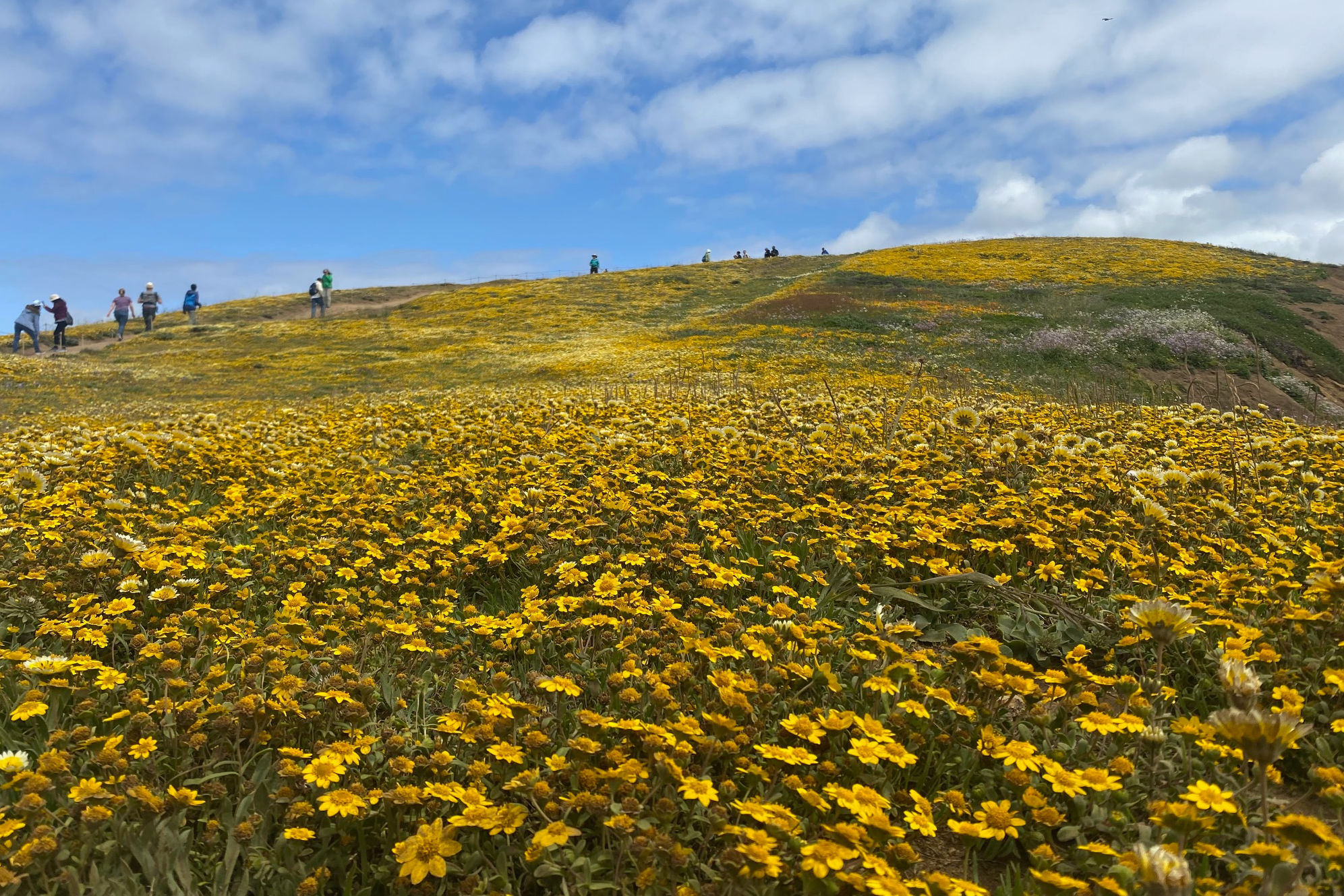 A Blazing Superbloom Near San Francisco Is Now Drawing Crowds