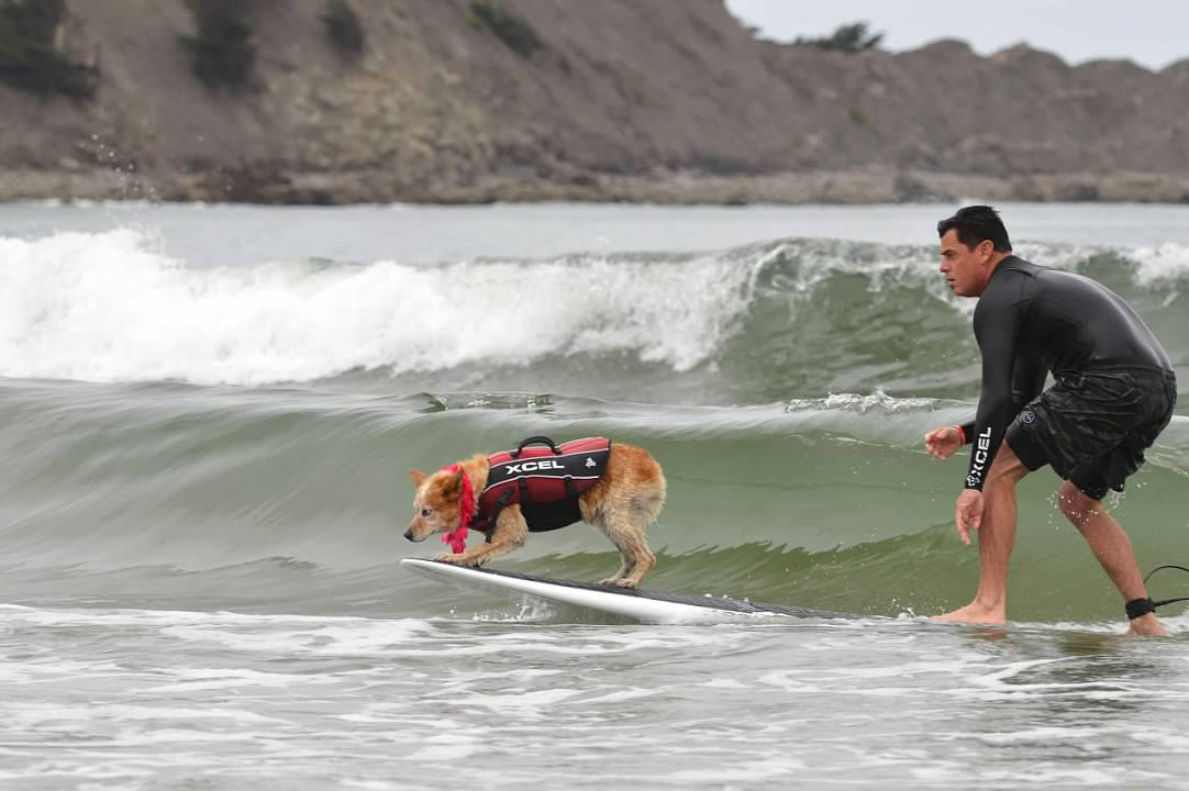 Can Dogs Surf? Yes—and They Will at This Competition in Pacifica