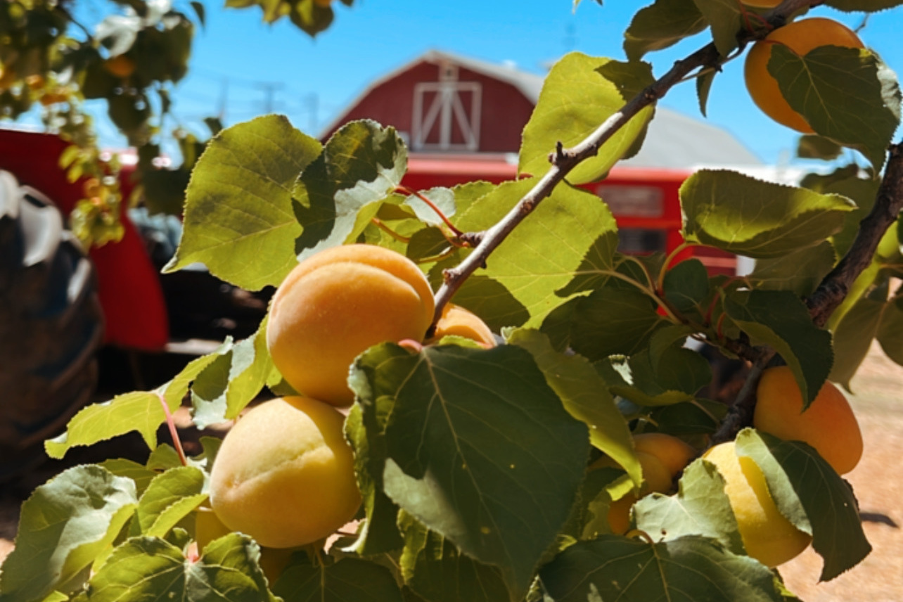 ‘U-pick’ fruit near the Bay Area is ripe for the picking