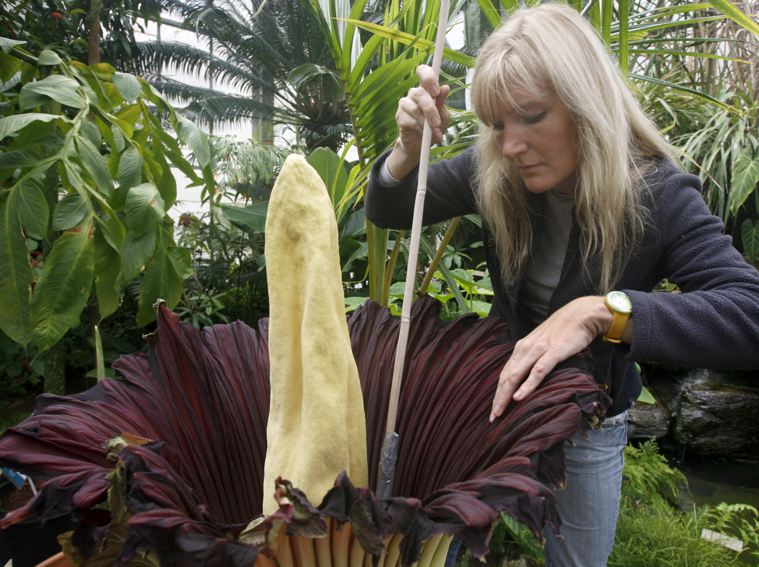 Ultra-Rare Corpse Flower To Unfurl in San Francisco Within Days