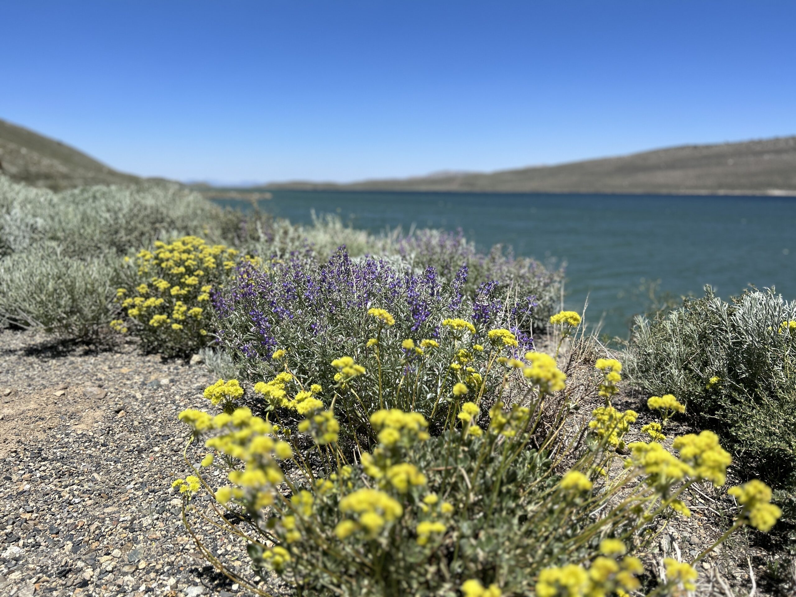 California’s Remotest Region Is Currently in the Middle of a Superbloom