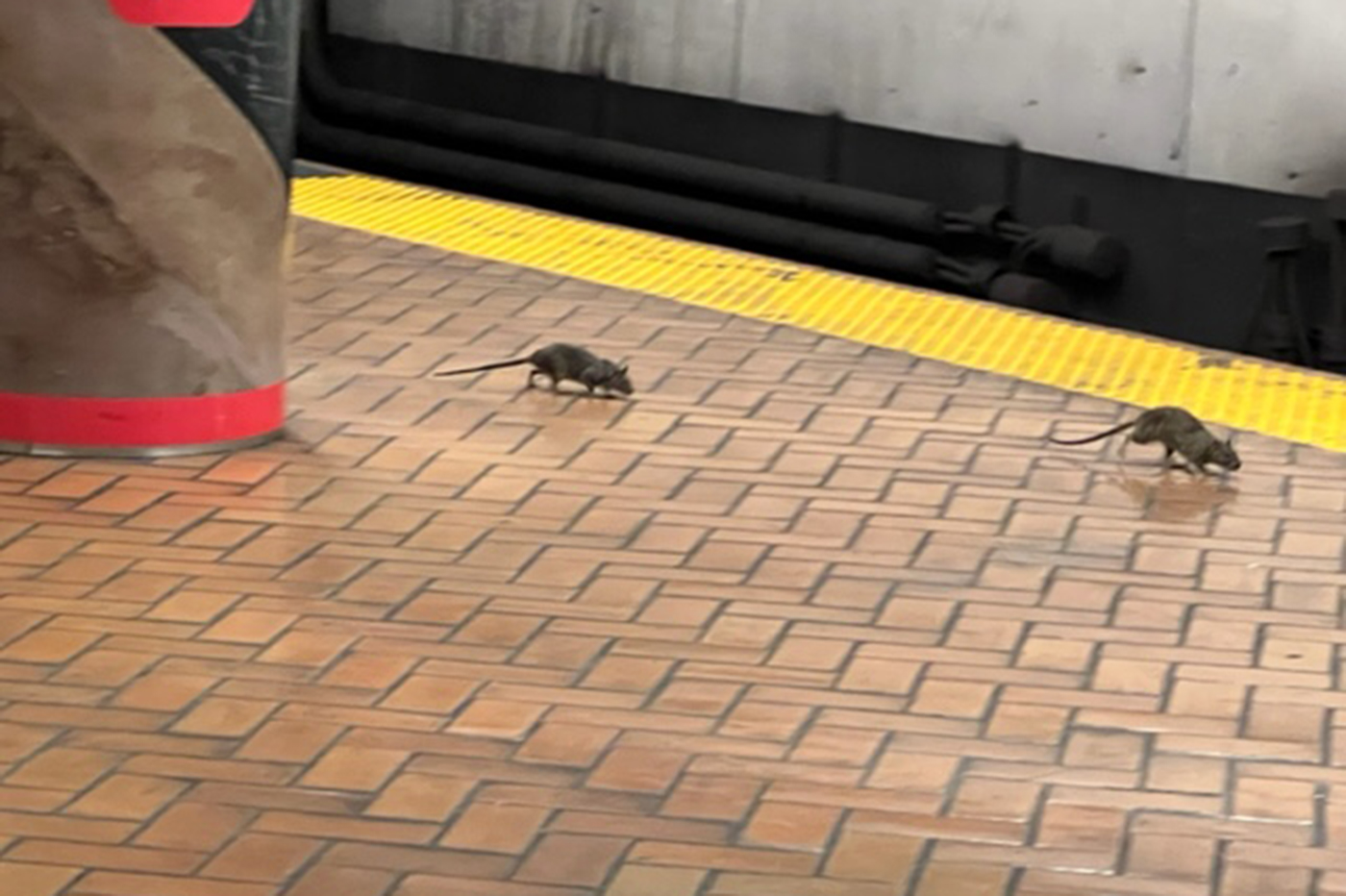 Two rats are scurrying across a brown tiled subway platform, near the edge marked by a yellow strip. A concrete pillar is partially visible.