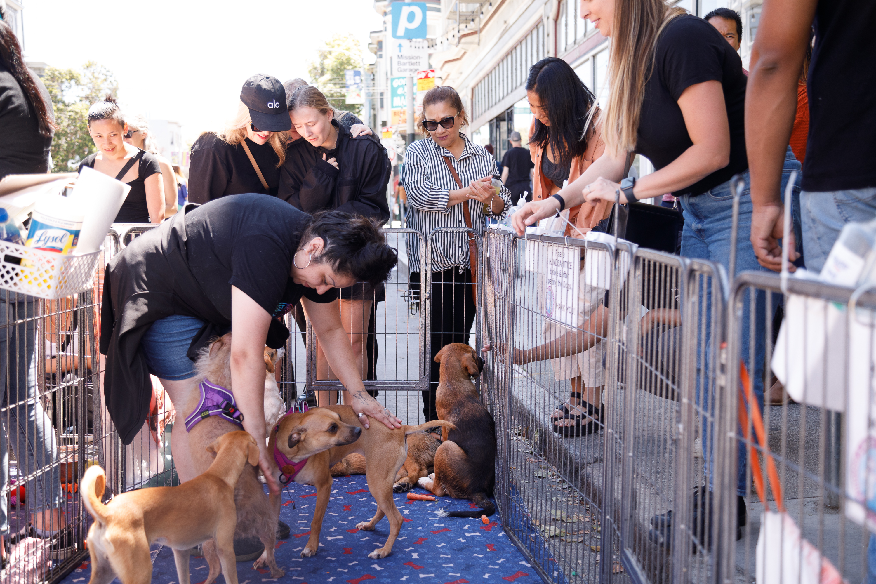 A woman pets dogs in a fenced area on a street as onlookers gather around.