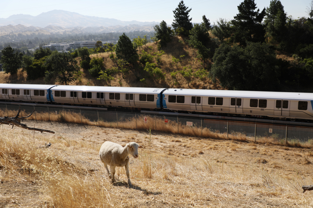 BART Replaces Goats With Sheep in Its Fire Prevention Efforts
