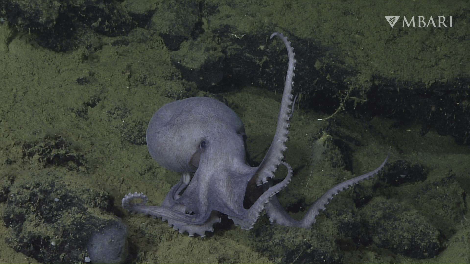 ‘Octopus Garden’ Off California Coast Surprised Scientists. Here’s Why