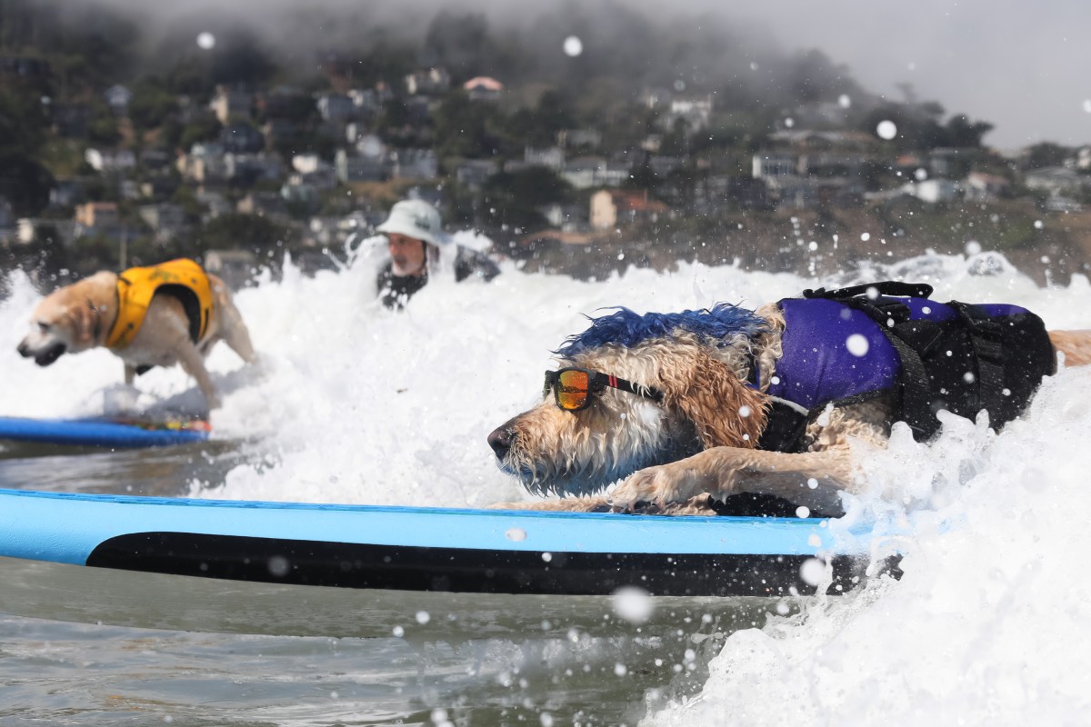 World Dog Surfing Competition See Dogs Ride Waves in Pacifica