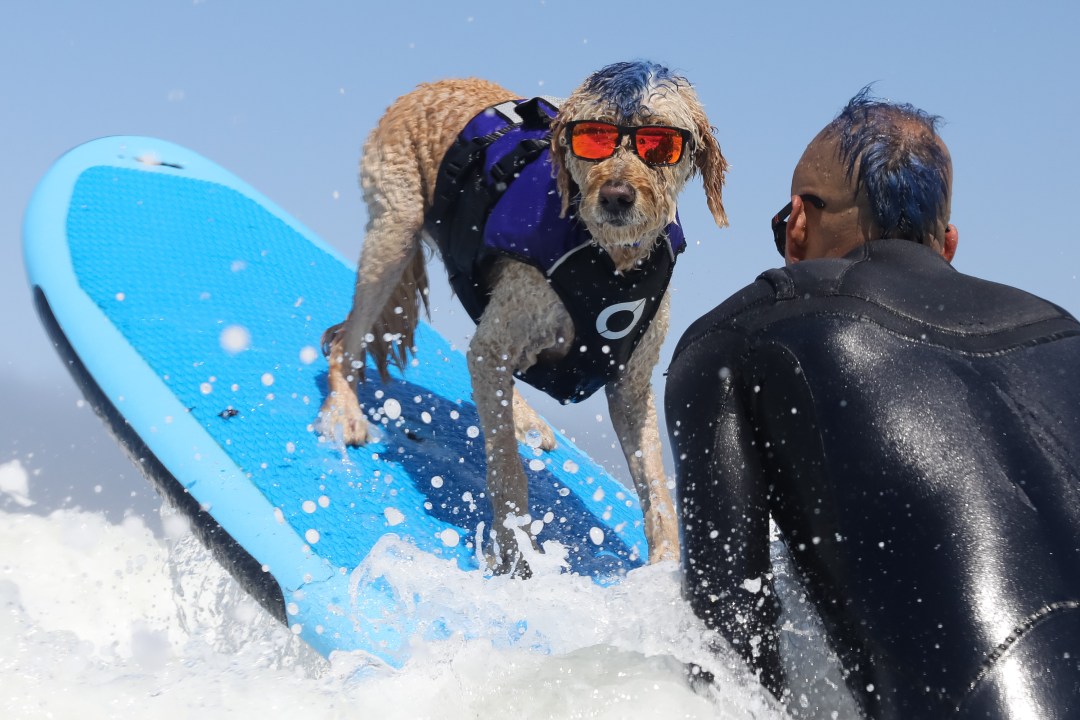 World Dog Surfing Competition See Dogs Ride Waves in Pacifica