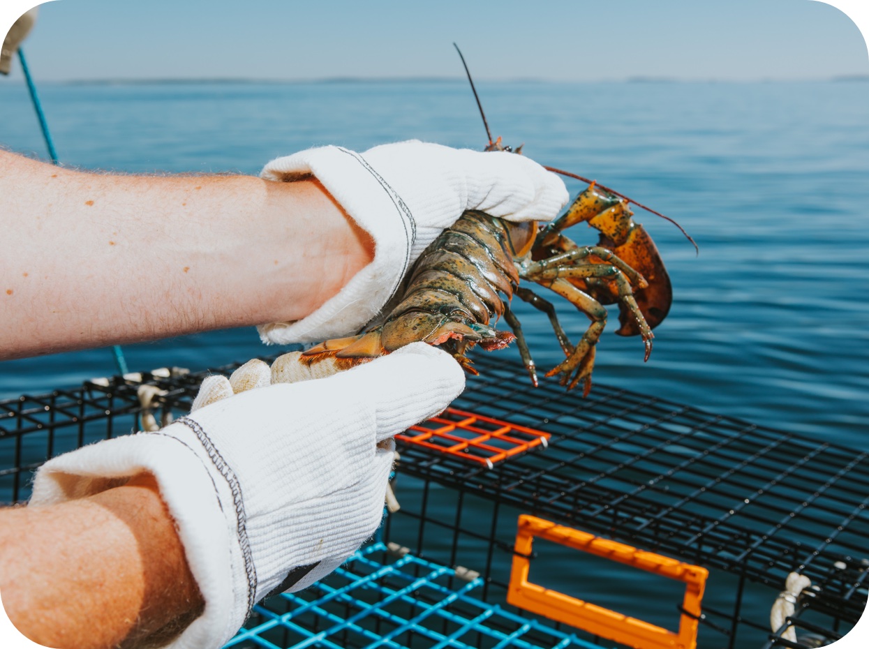 A lobster sustainably harvested from the Gulf of Maine.