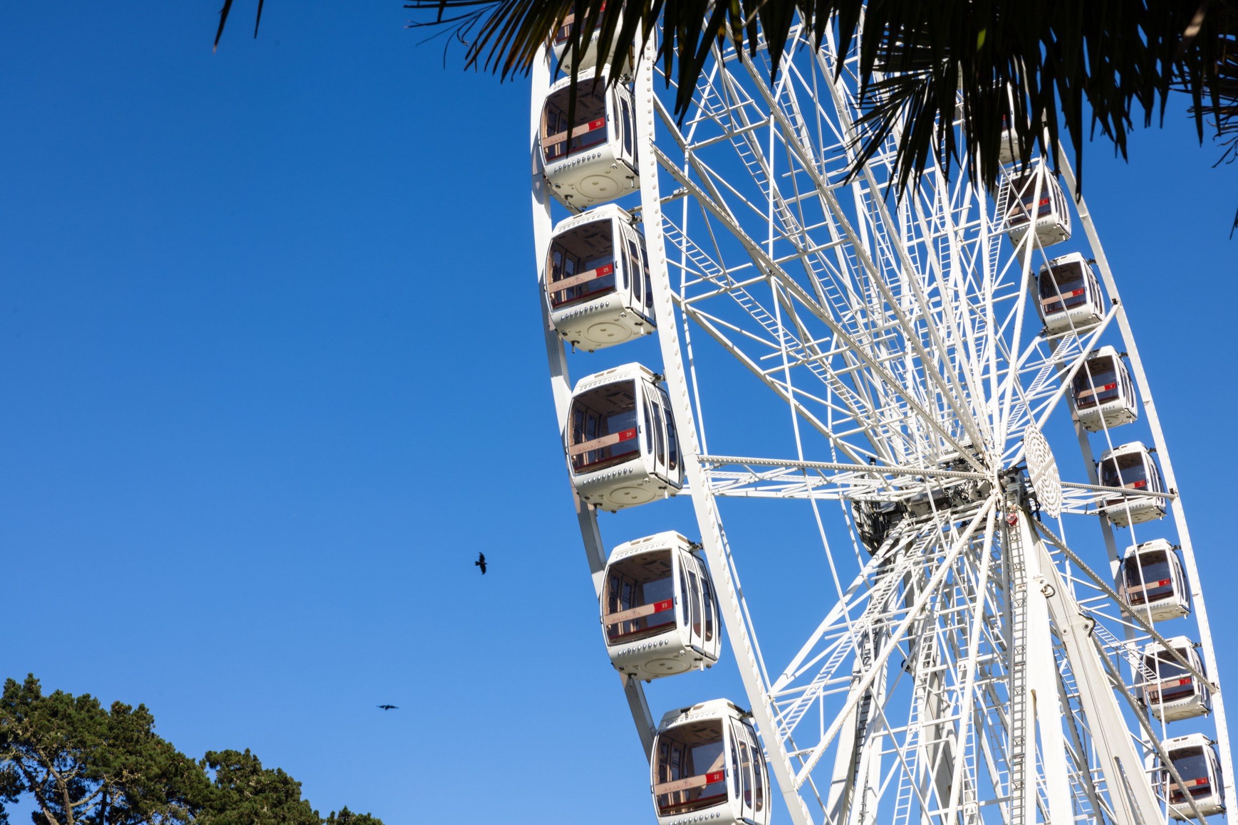 News Flash • Skystar Ferris Wheel Opens at Fisherman's Wharf