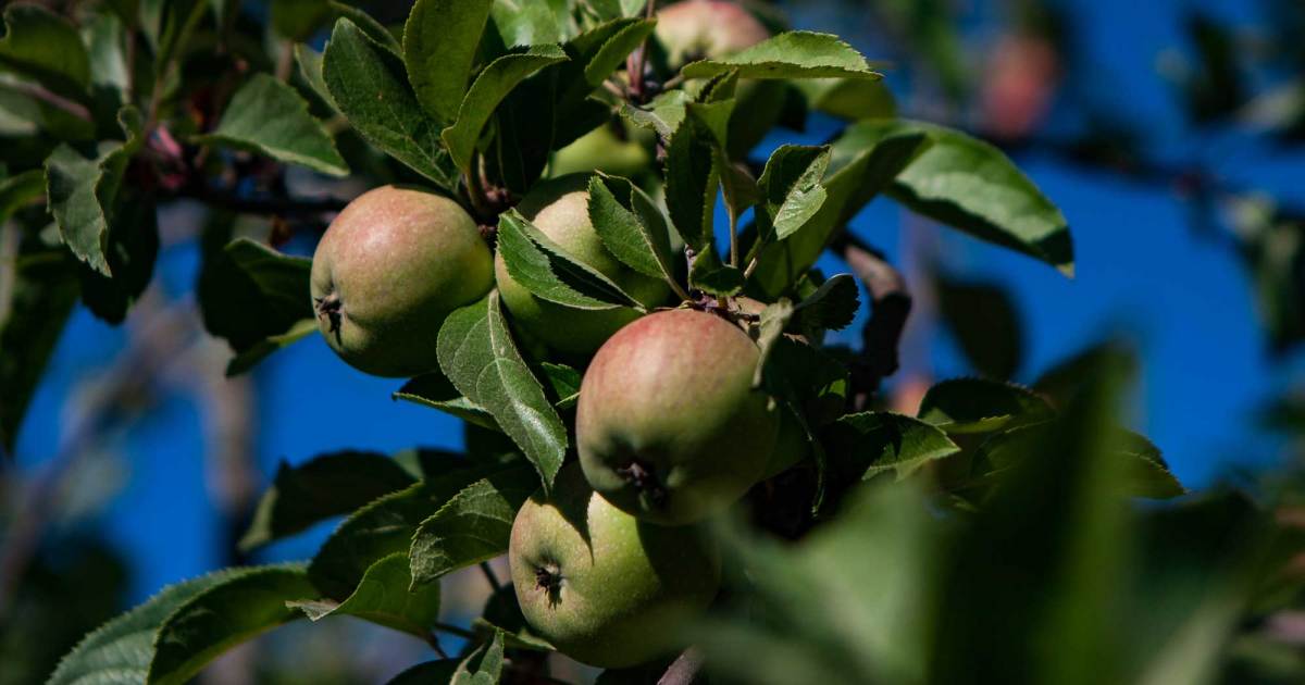 Unearth the Best Fall U-Pick Fruit Spots Near San Francisco