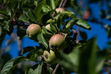 Best U-Pick Fruit Spots Near San Francisco This Fall