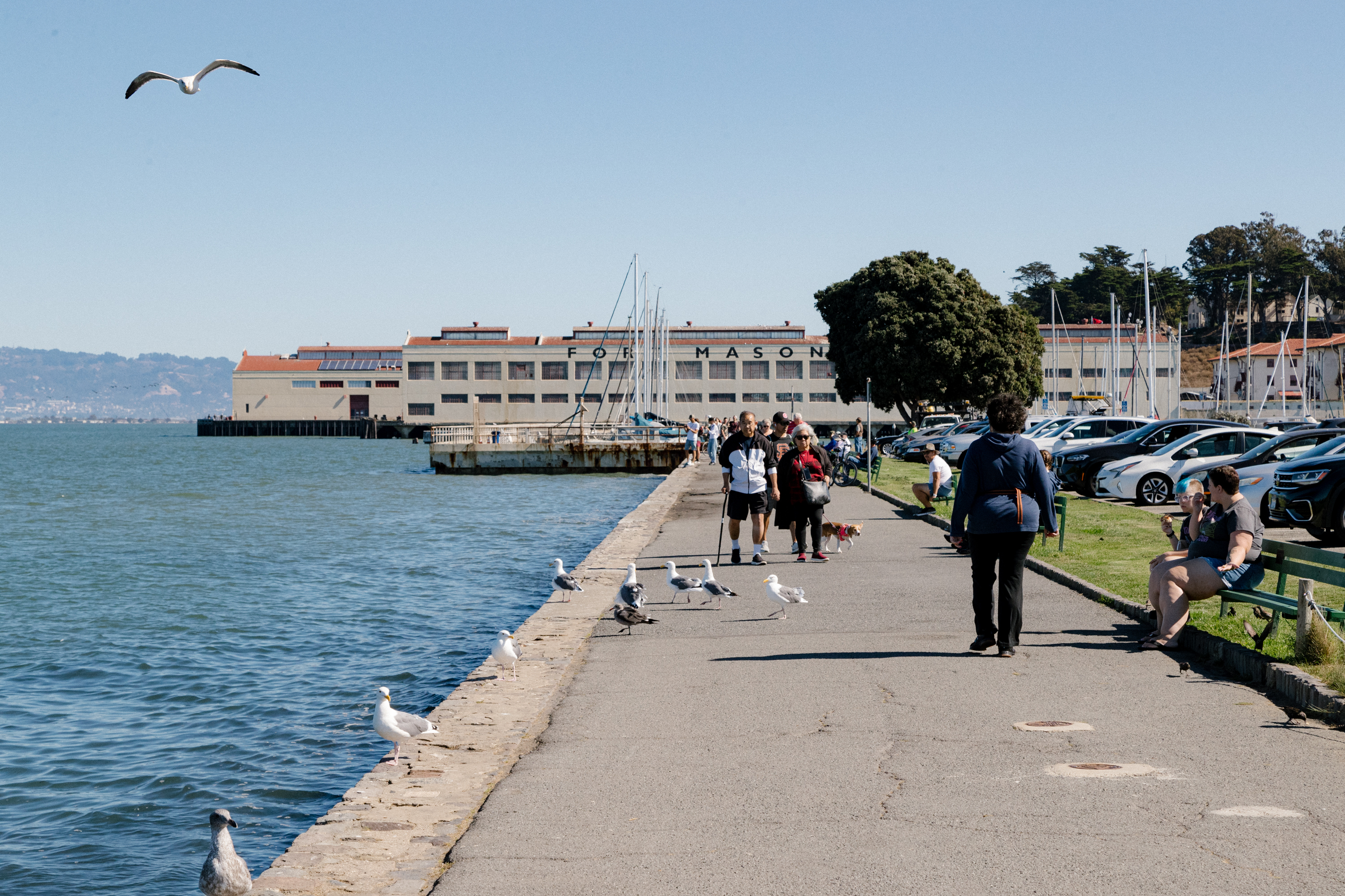 People stroll by the water near Fort Mason, seagulls on the path, a clear blue sky overhead.