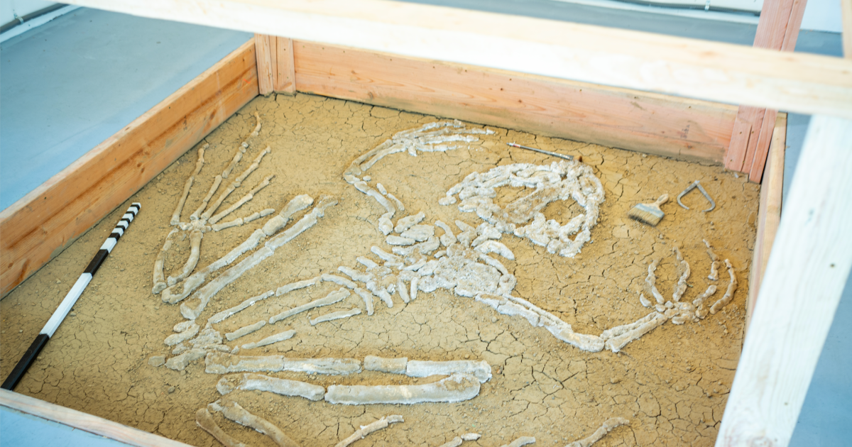 湾区艺术家“发现”被埋葬的6英尺青蛙骨架