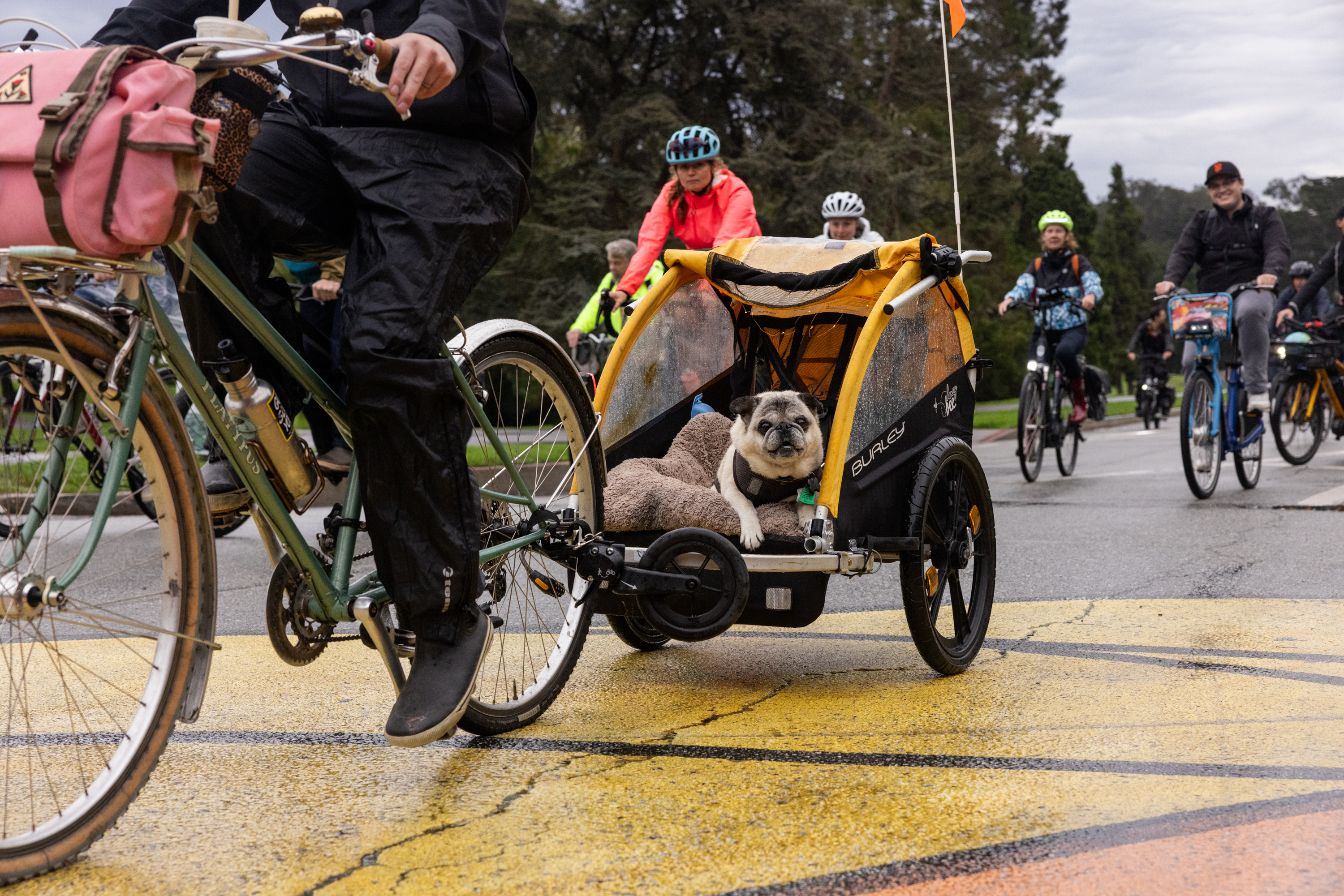 A dog rides on a bike carrier through Golden Gate Park.